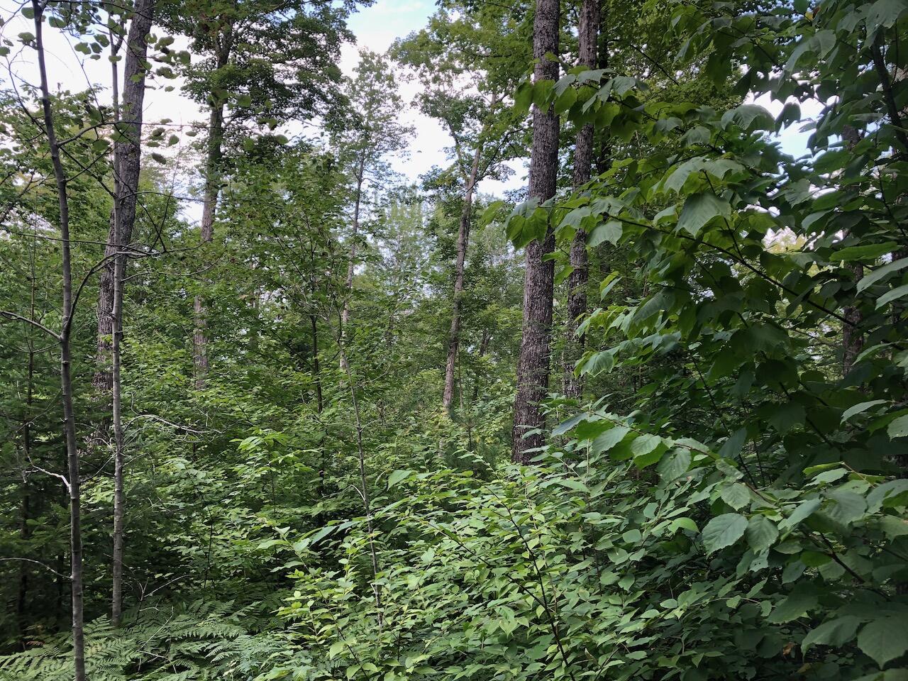 06 Swett Brook Lane, Weld, ME, 04285