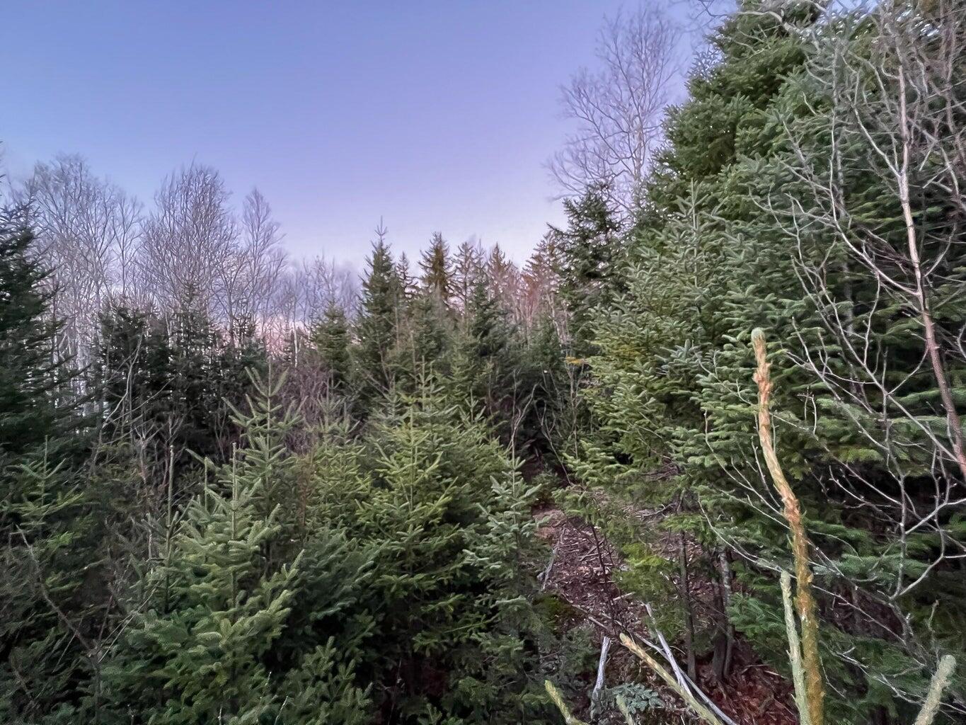 Lot 16 Mill Brook Road, Sandy River Plt, ME, 04970