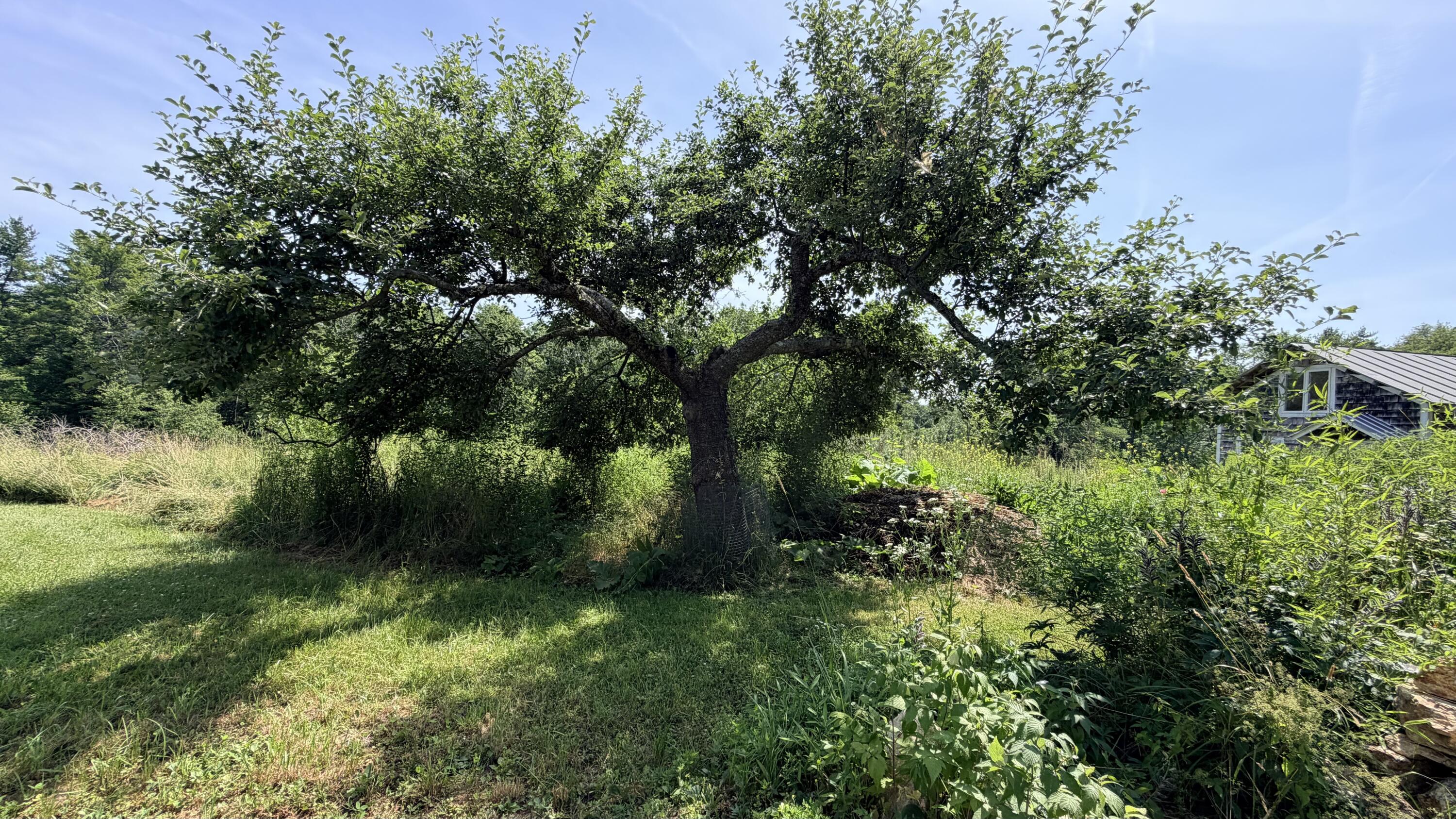 Apple Tree