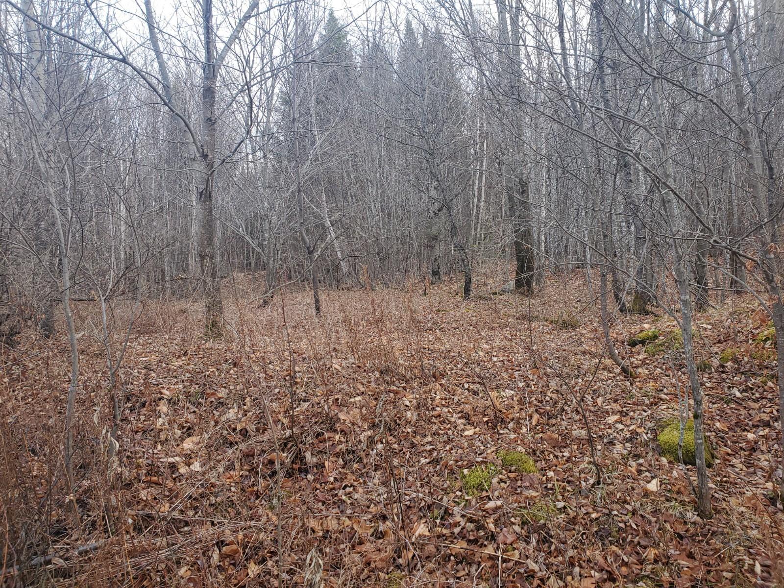 Lot 4 West of May Mountain Road, Island Falls, ME, 04747