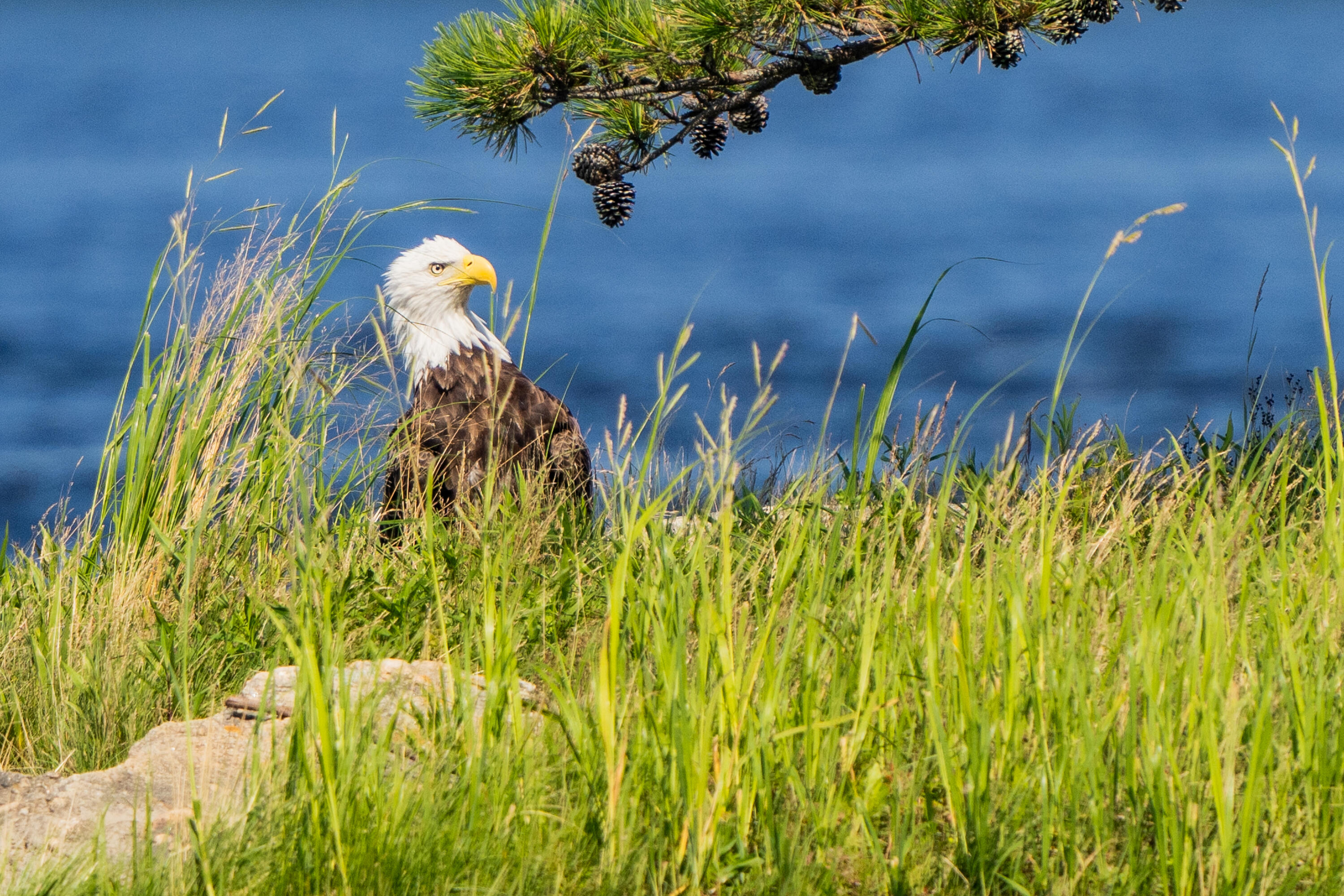 46 River Edge Drive, Woolwich, ME, 04579