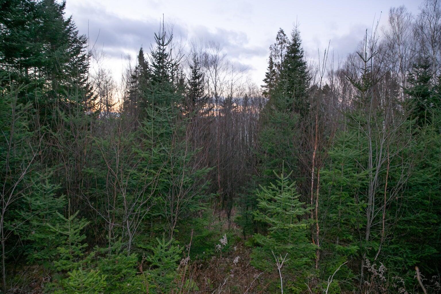 Lot 16 Mill Brook Road, Sandy River Plt, ME, 04970