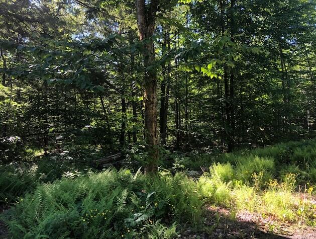 0 Flag Cove Road Road, Bowerbank, ME, 04426