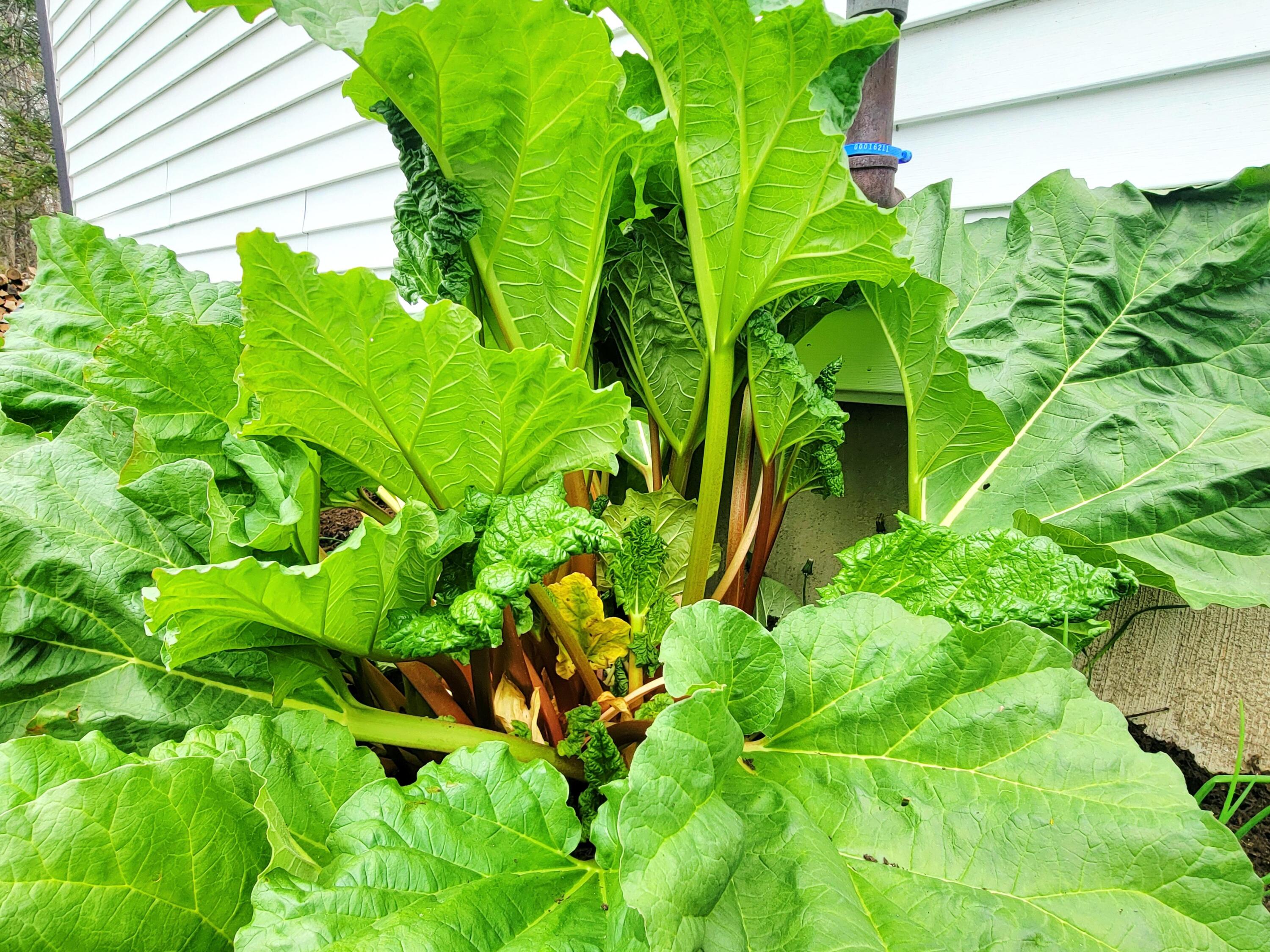 Established Rhubarb