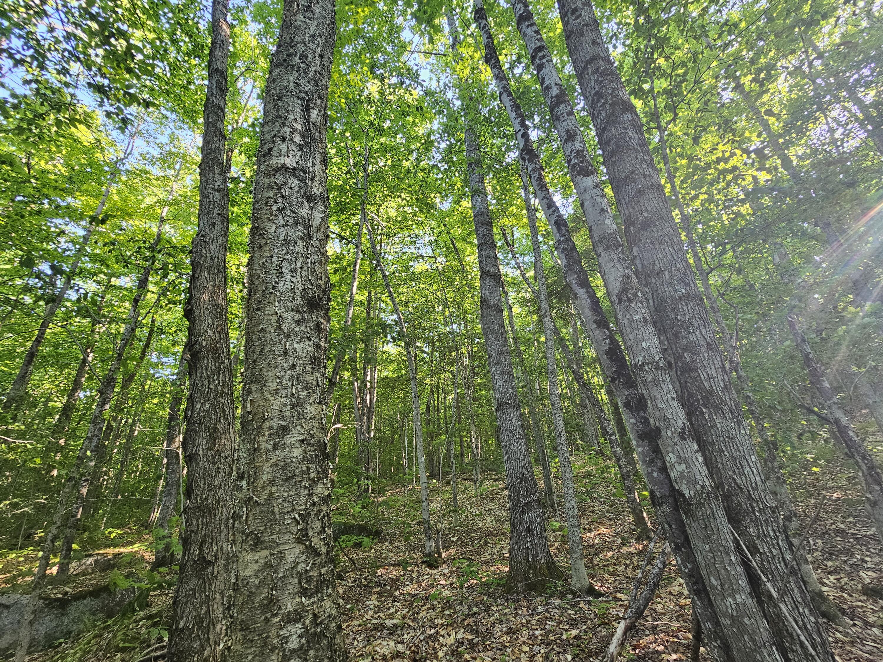 PL5,6,9,10 Great Moose Drive, Hartland, ME, 04493