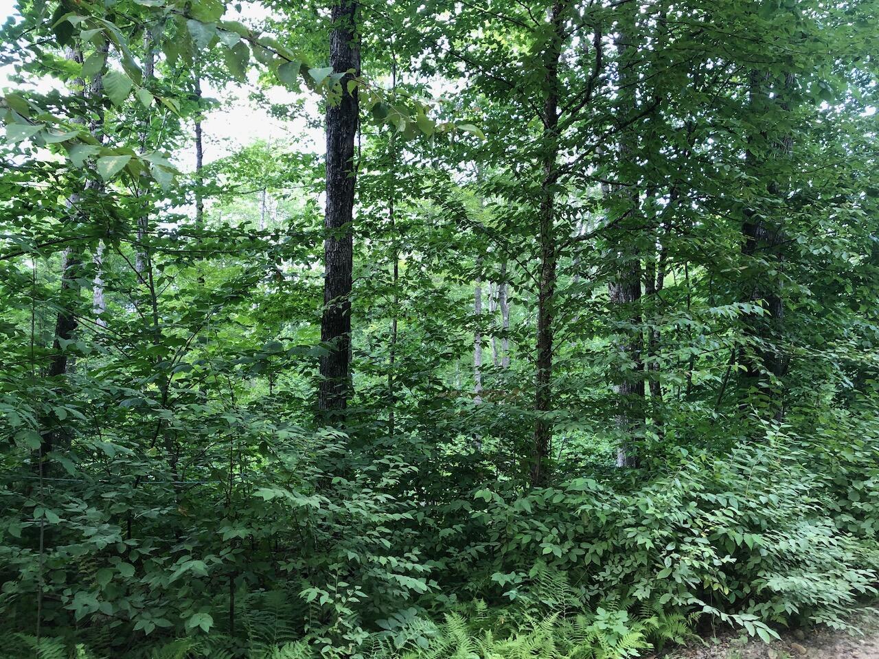 06 Swett Brook Lane, Weld, ME, 04285