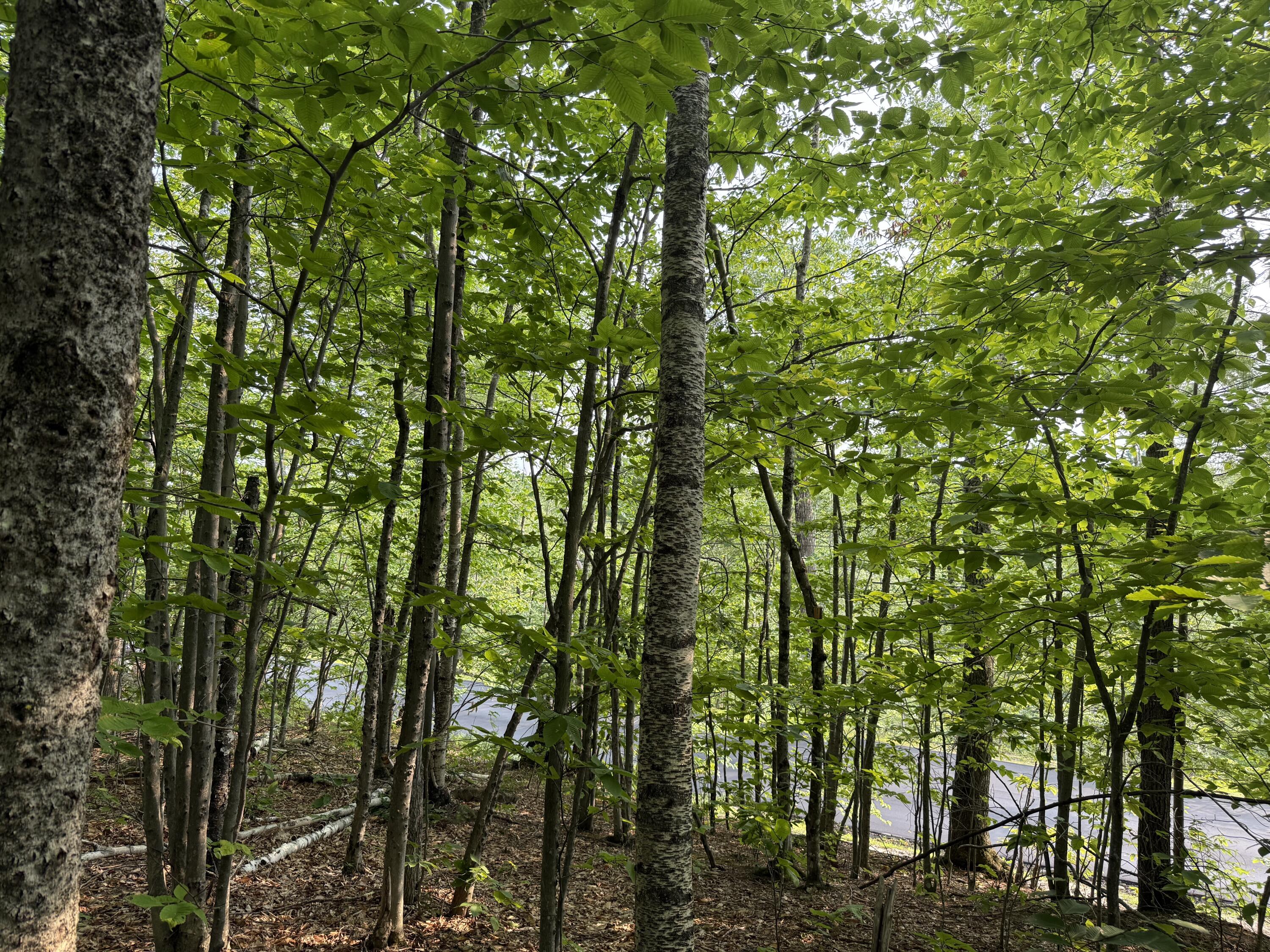 Lot 15-3B Sweden Road, Bridgton, ME, 04009