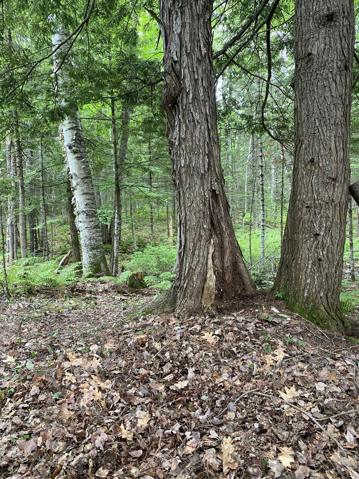 TBD Spruce Drive, Anson, ME, 04911