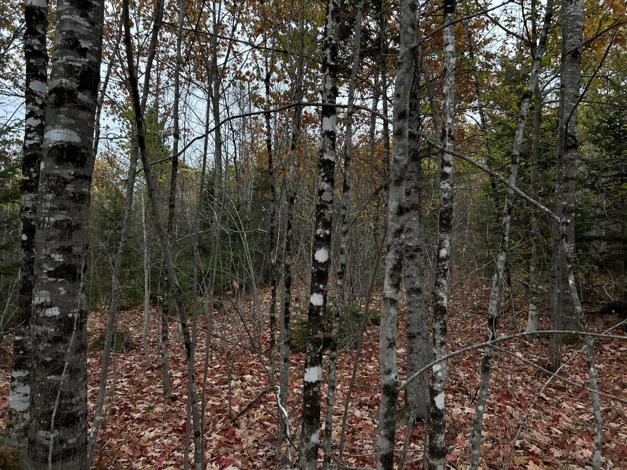 M4L18 Bog Road, Jackson, ME, 04921