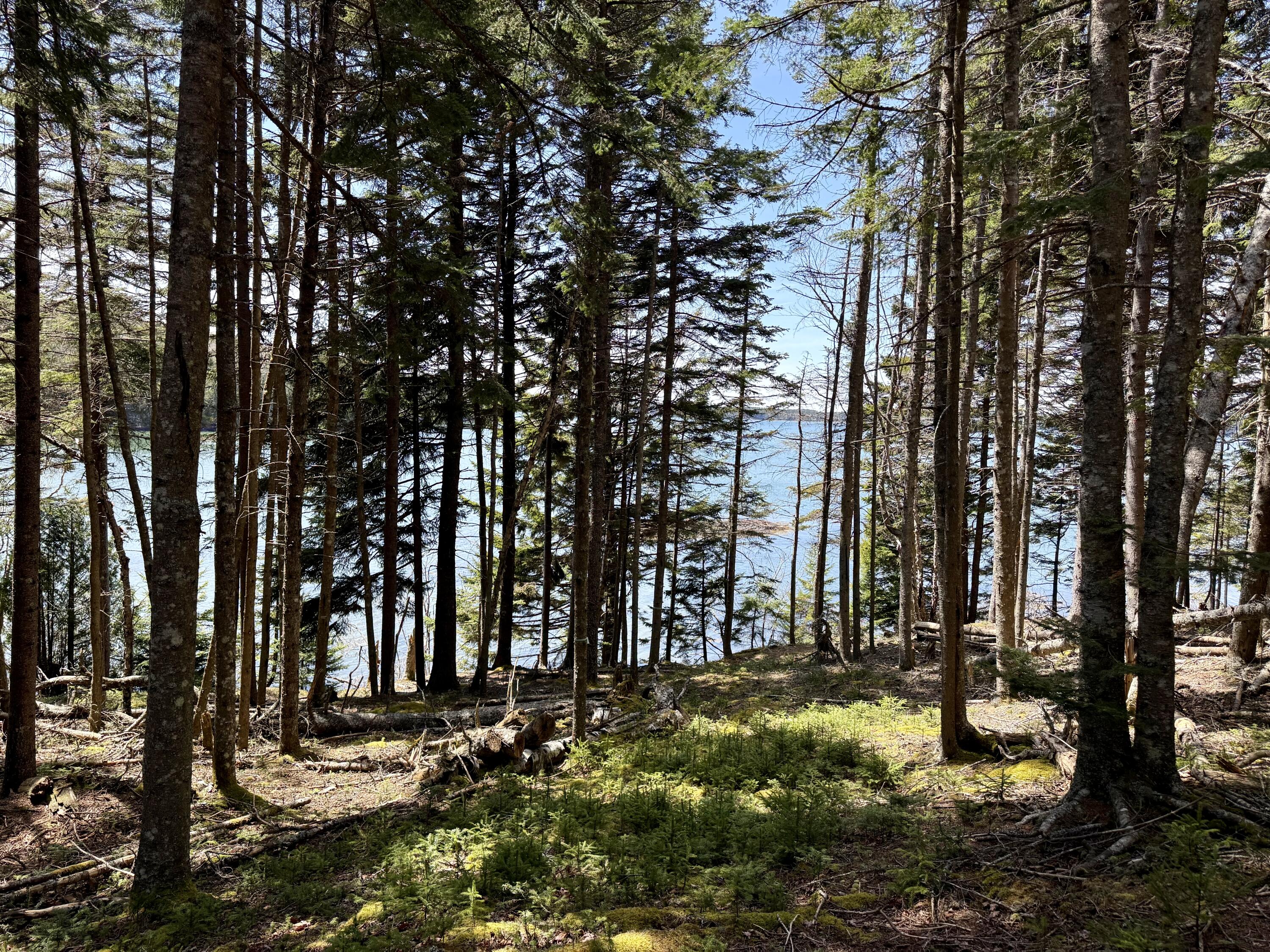 Lot 15 Collins Cove Road, Machiasport, ME, 04655