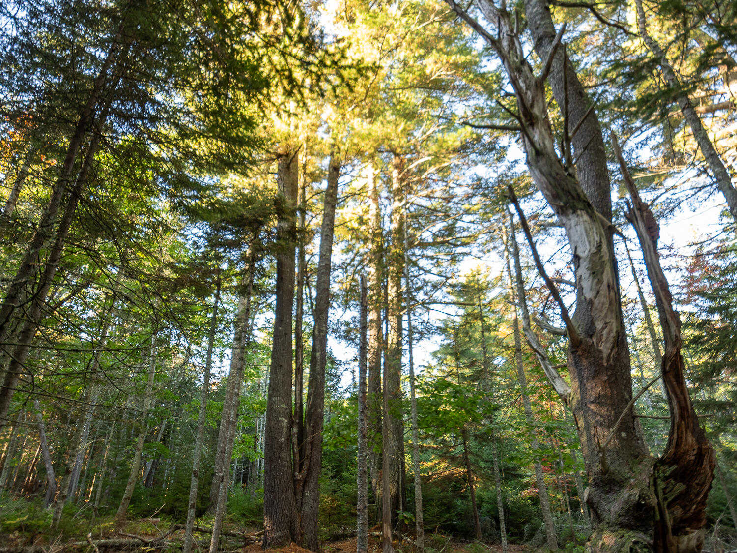 Property photo for 213/17/1 Knox Road, Bar Harbor, ME
