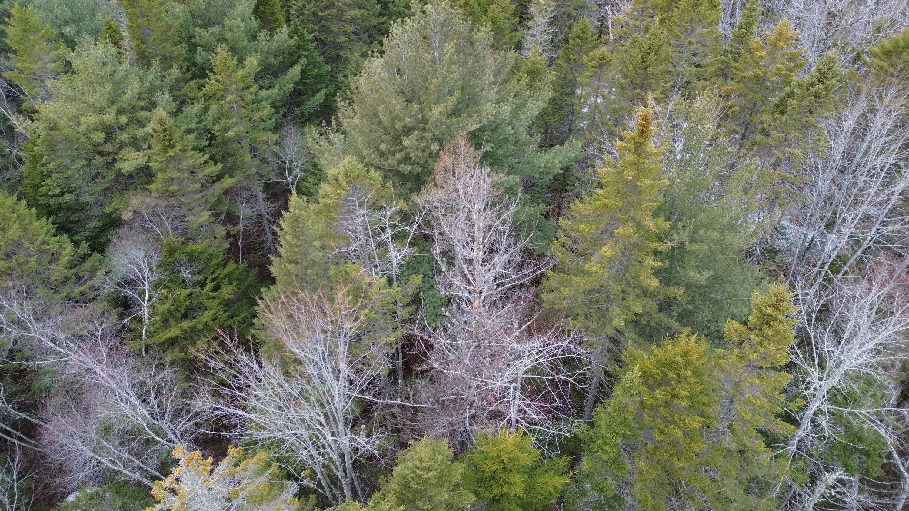 WA31P01L21 Kings Street, Dennysville, ME, 04628