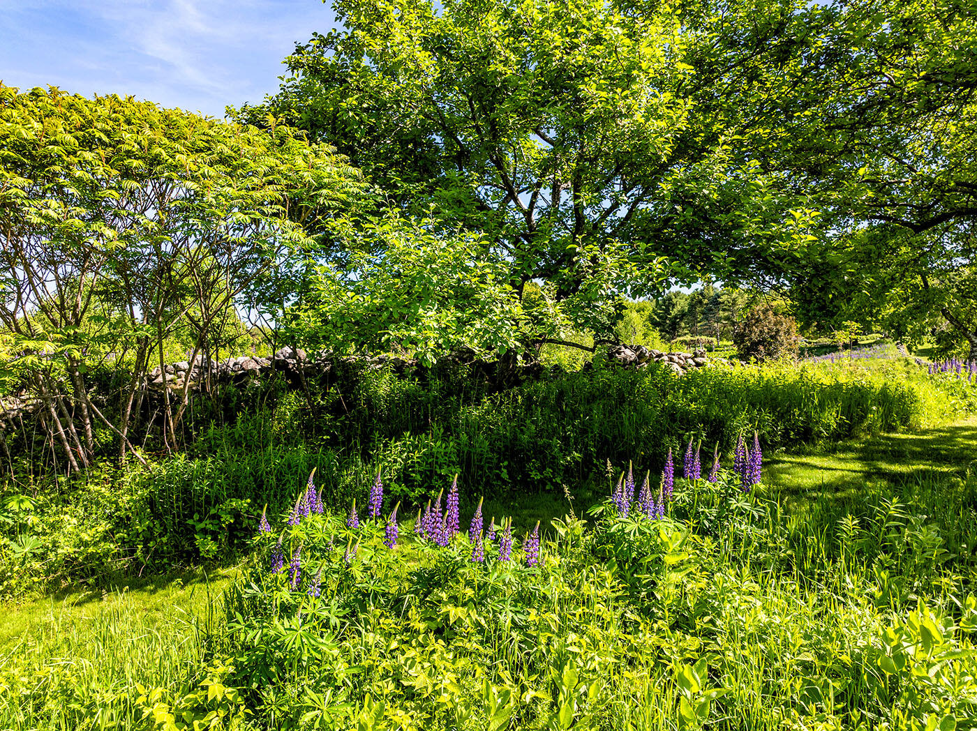 269 Mill Street, Rockport, ME 04856 back yard
