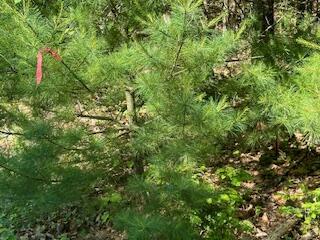 Lot UNIT&nbsp;4 Bonnie Way, Winterport, ME, 04496