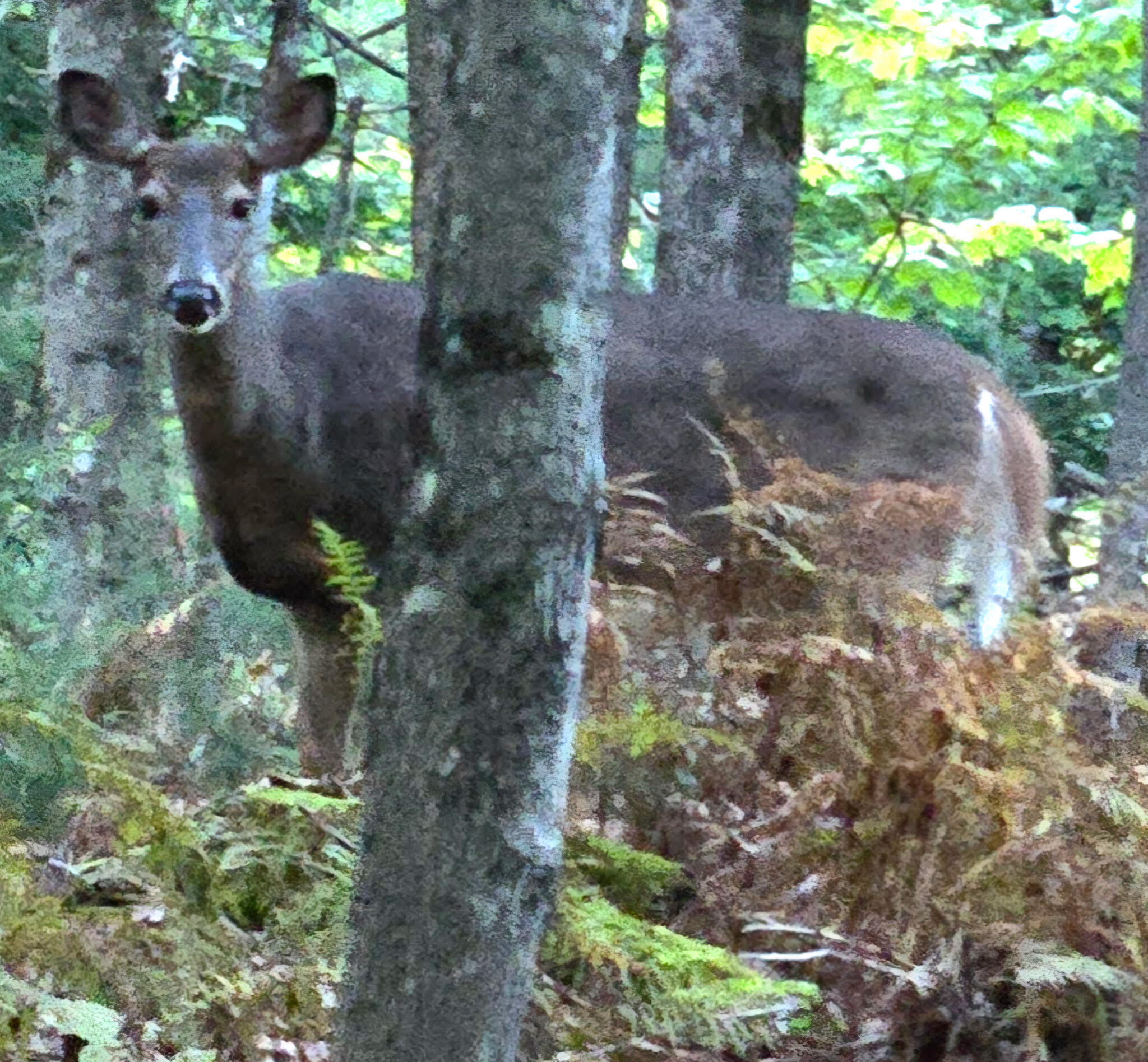 47 Point Lane, Norway, ME, 04268