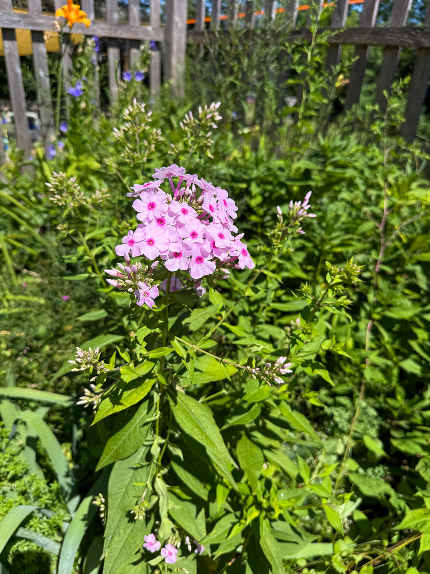 Flower gardens(1)