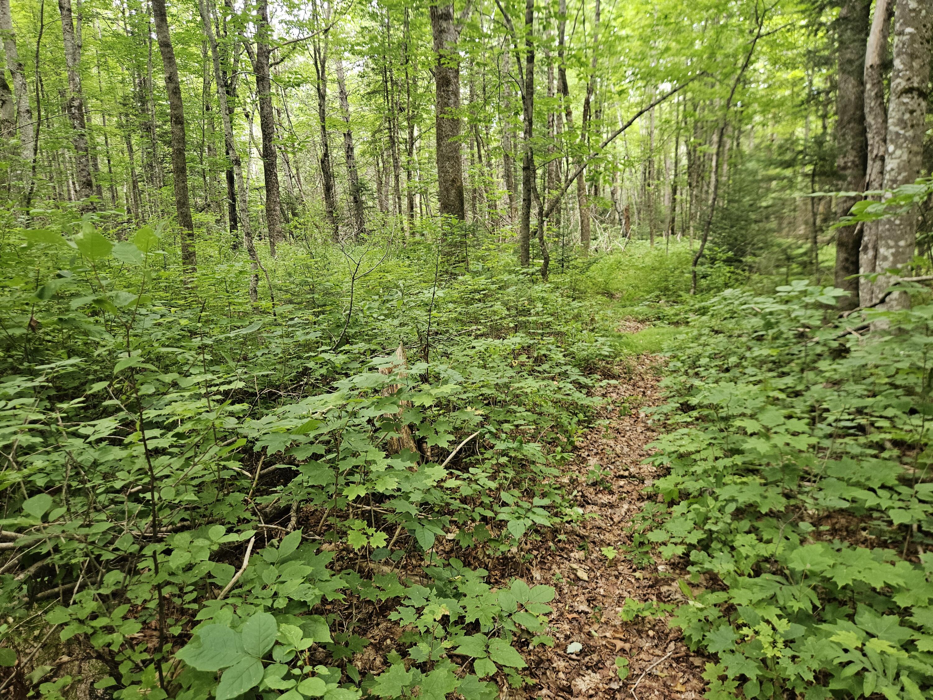 10 Moosehorn Road, Abbot, ME 04406 20260716_095354