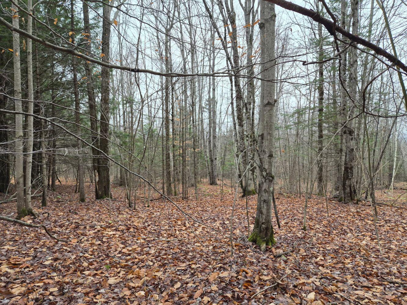 Map4Lot4B Off Conroy Road, Perham, ME, 04766