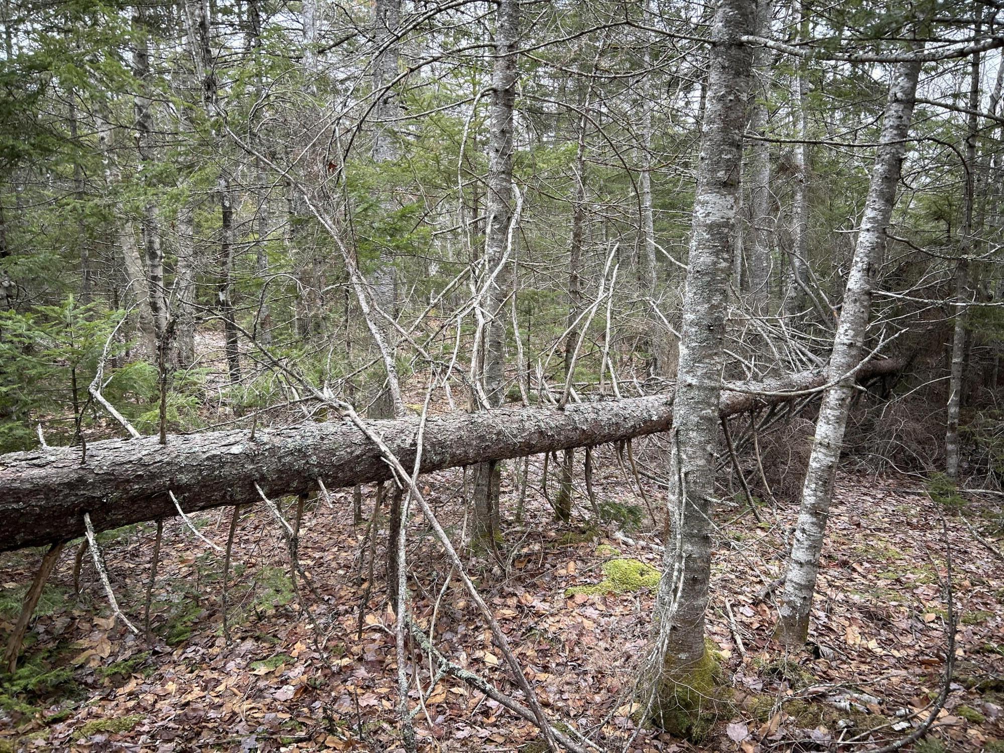 WA31P01L21 Kings Street, Dennysville, ME, 04628