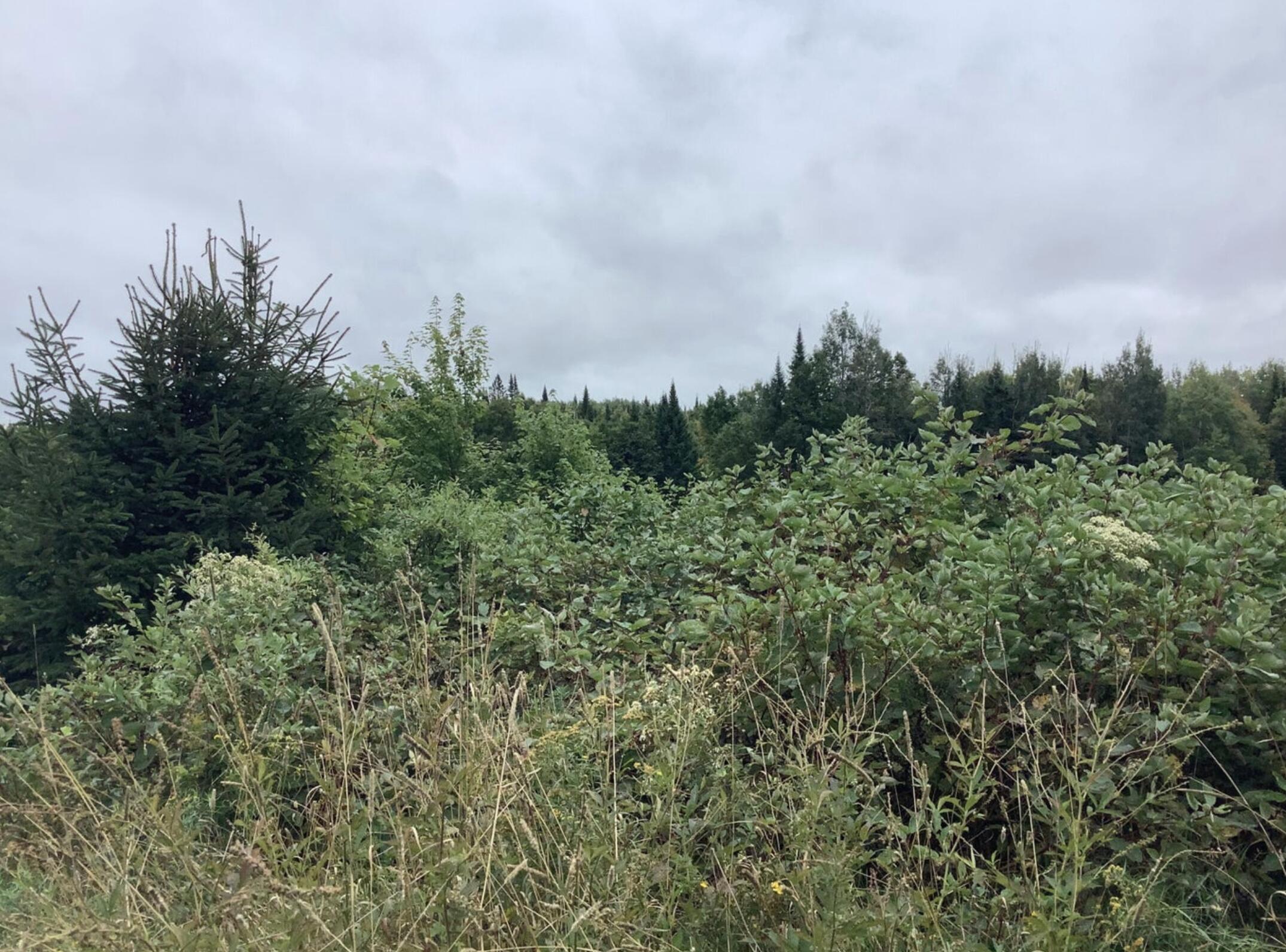 3 Abel Cyr Road, Cyr Plt, ME, 04785