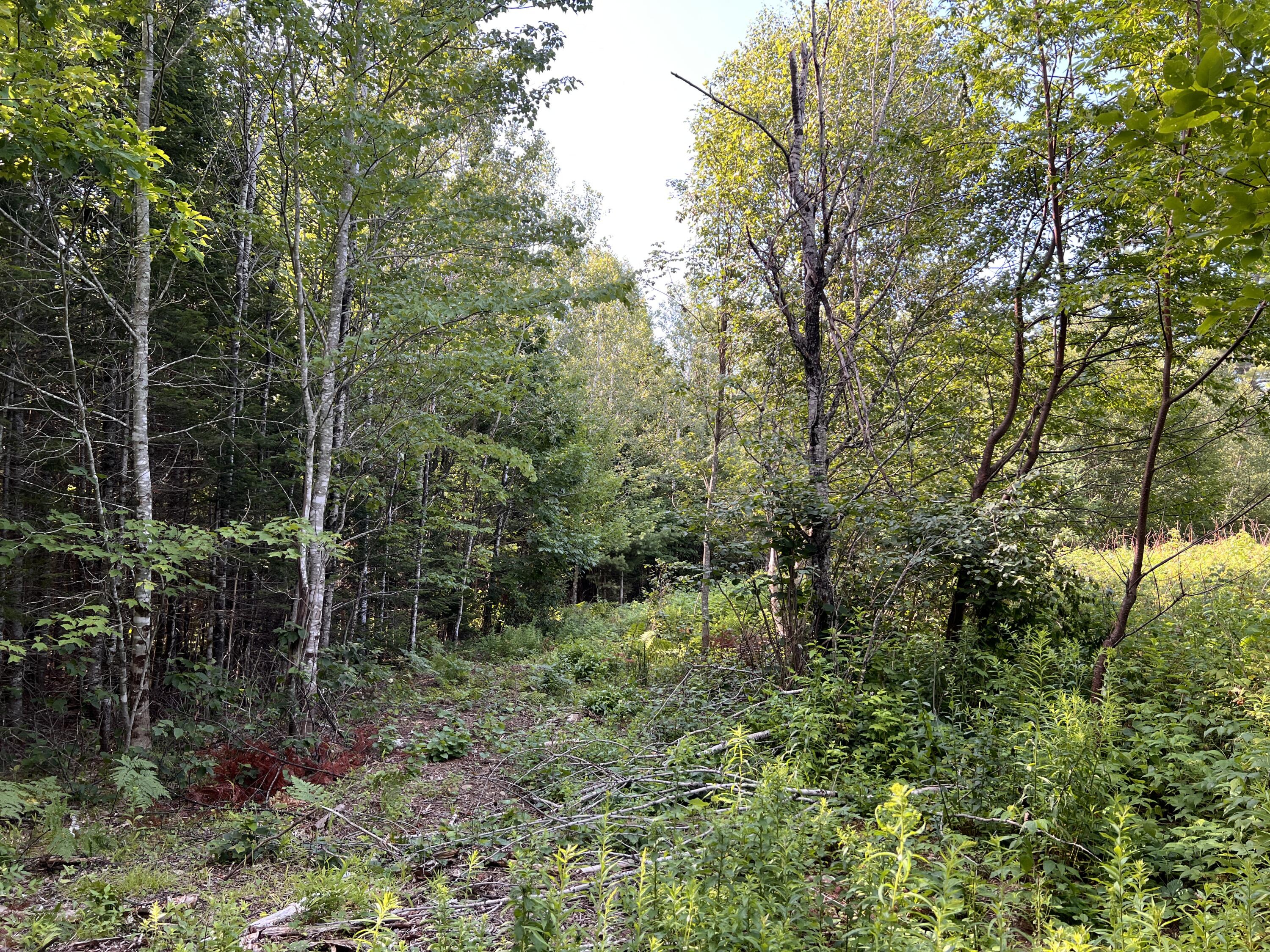 lot 6 & 8 Franklin Realty Road, Haynesville, ME 04497 Partially cleared driveway
