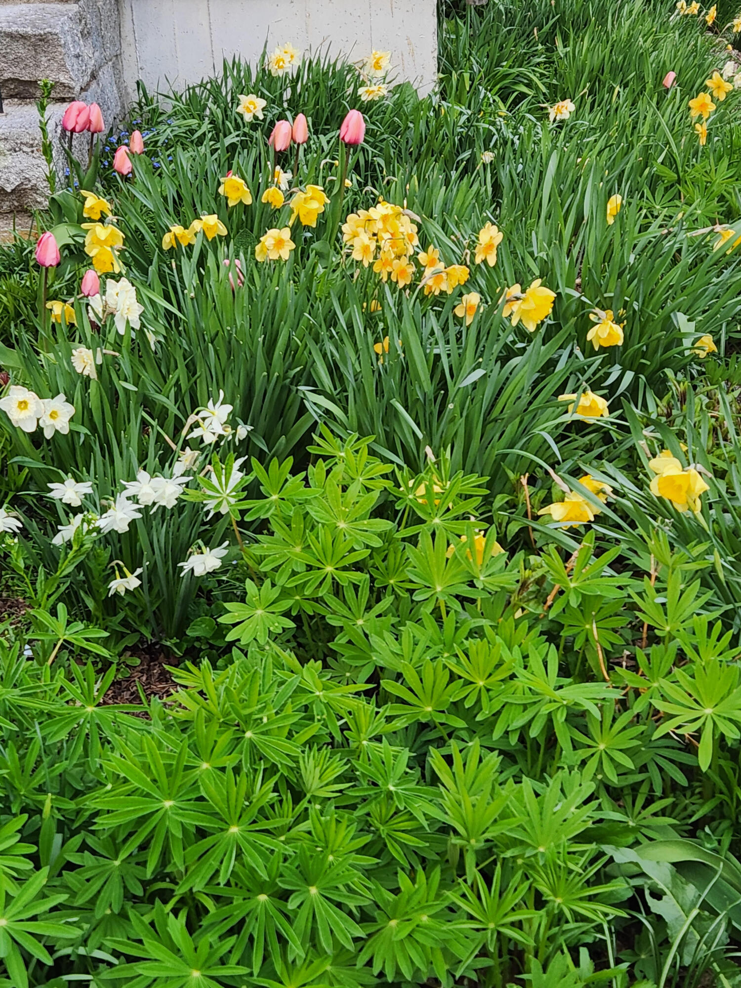1_Spring Flowers
