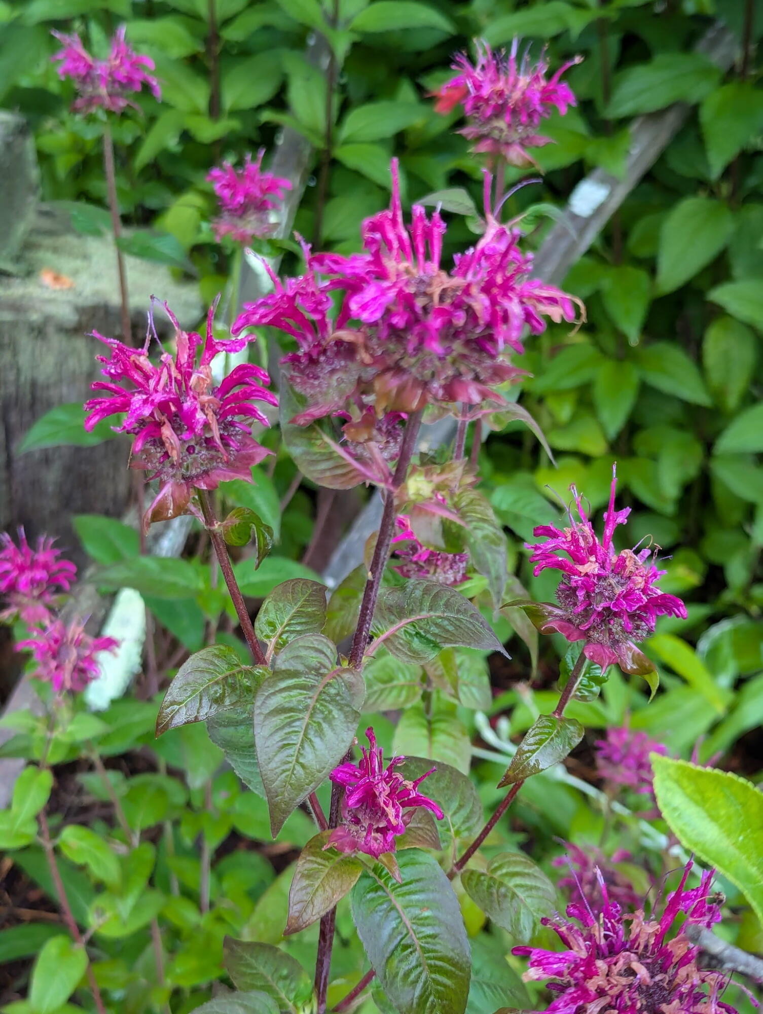 48 Pennell Avenue, Portland, ME, 04103