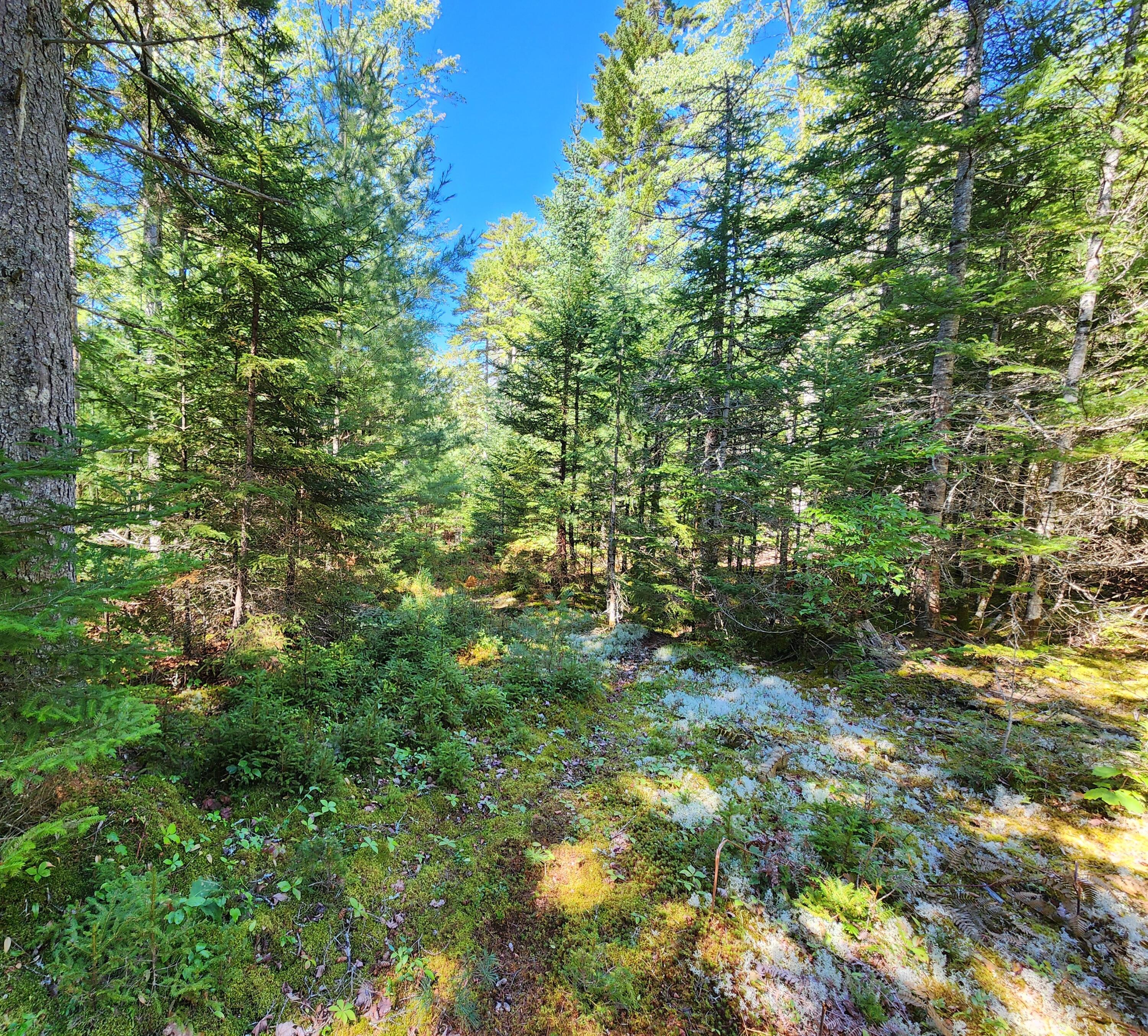 Photo of Mp35Lot7-1 Mattson Lane Blue Hill ME 04614
