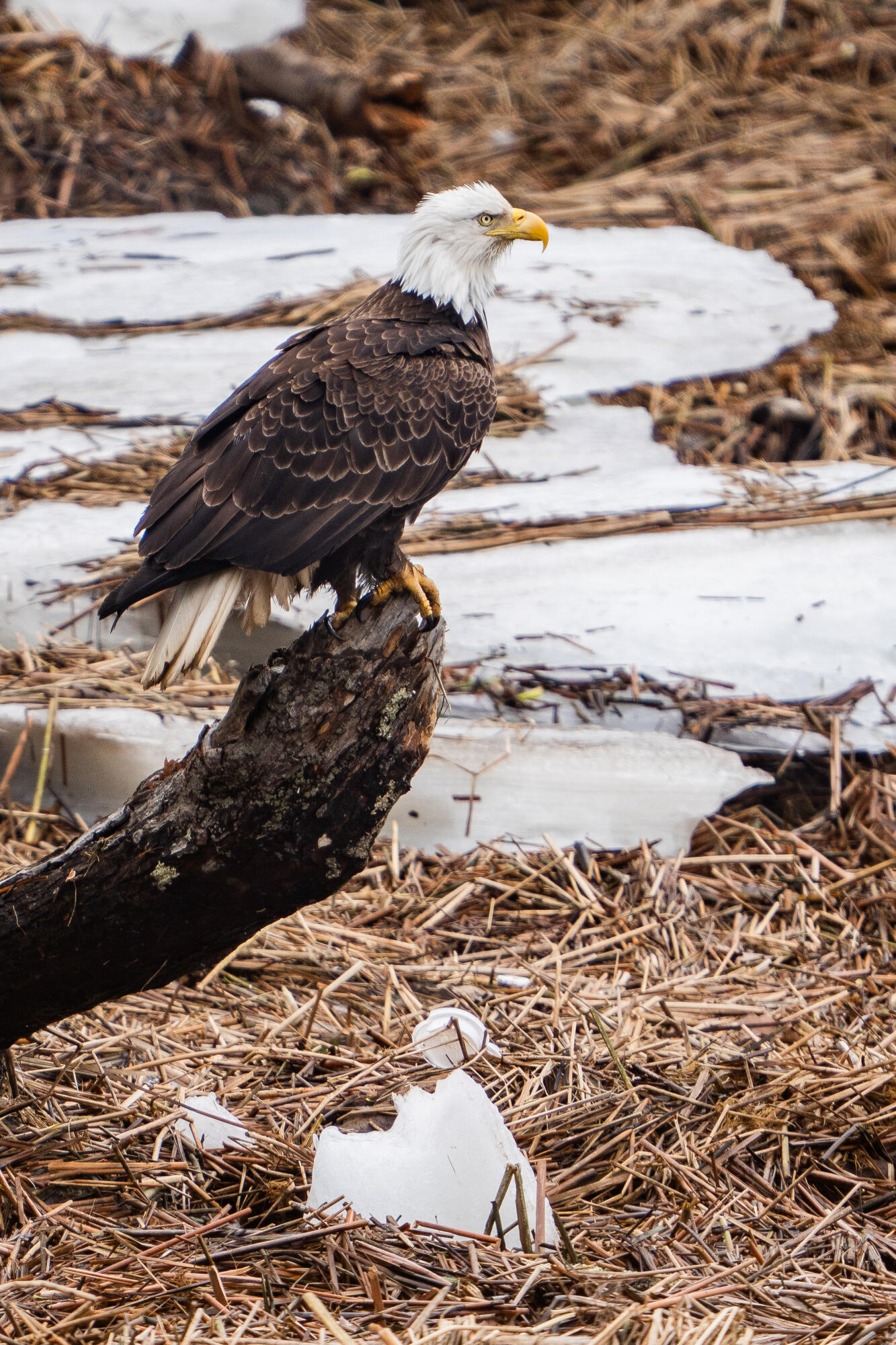 46 River Edge Drive, Woolwich, ME, 04579