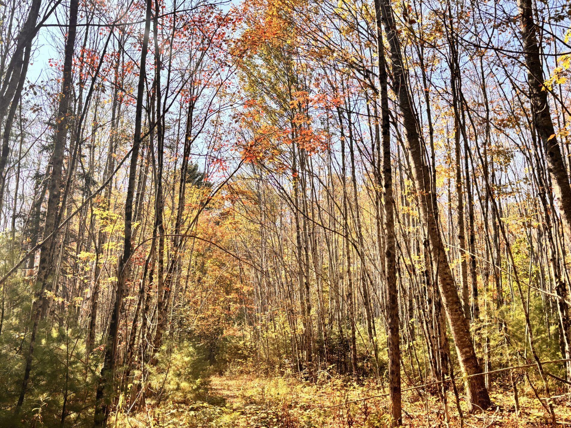 150 Bowden Point Road, Prospect, ME, 04981