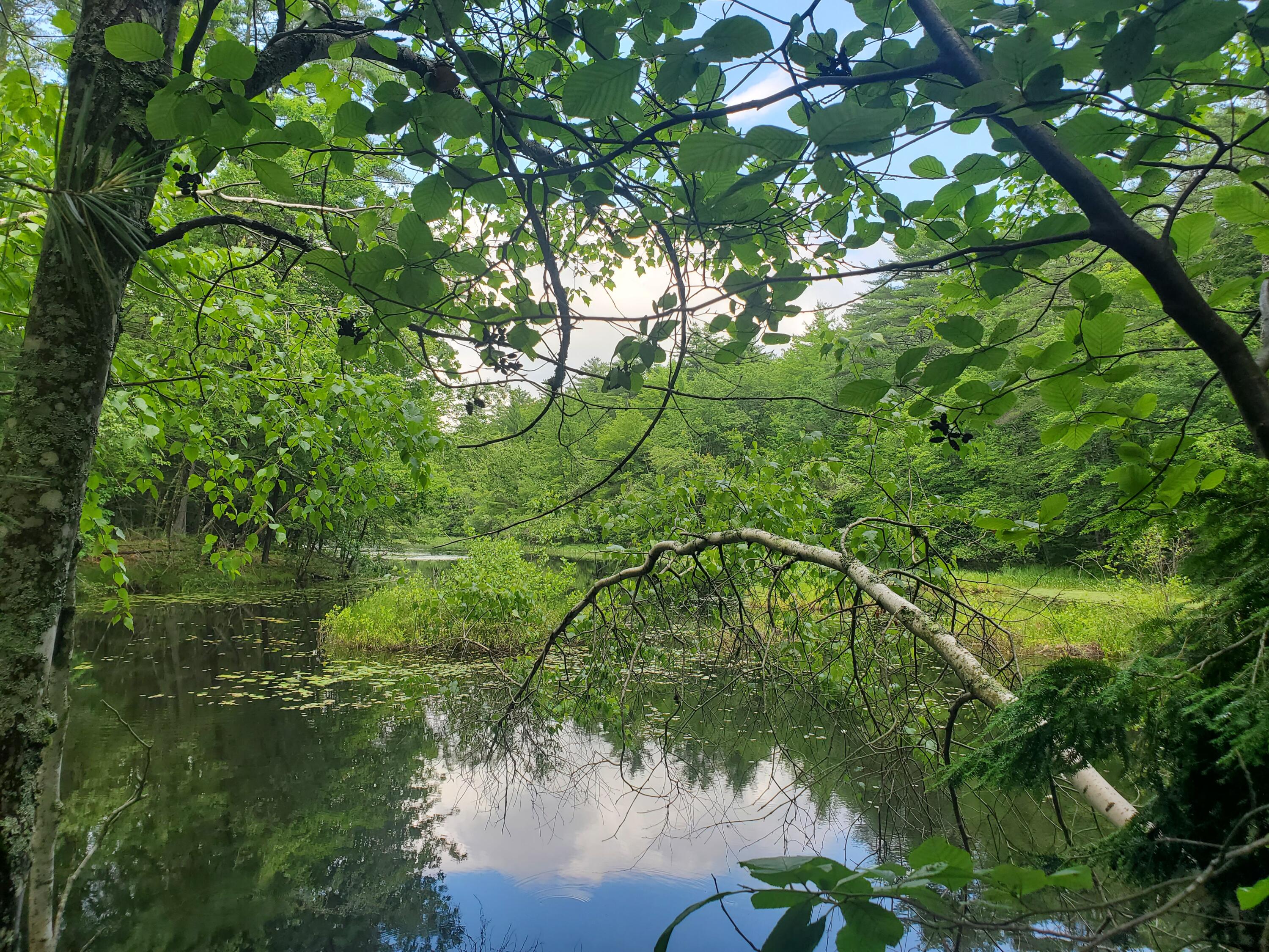Photo of Lot #36 Beaver Brook Road Limerick ME 04048