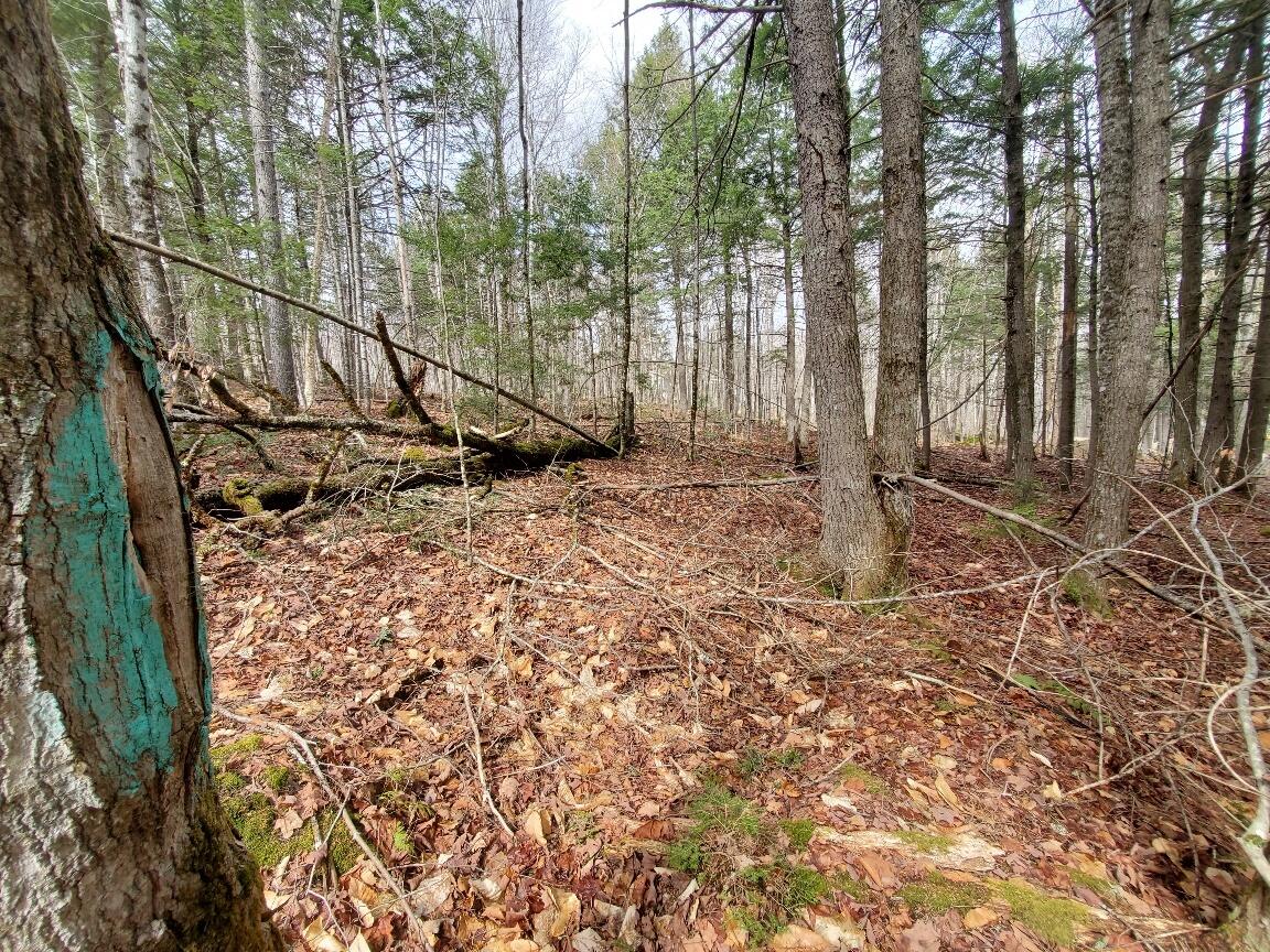 0 Sandy Beach Road, Danforth, ME, 04424