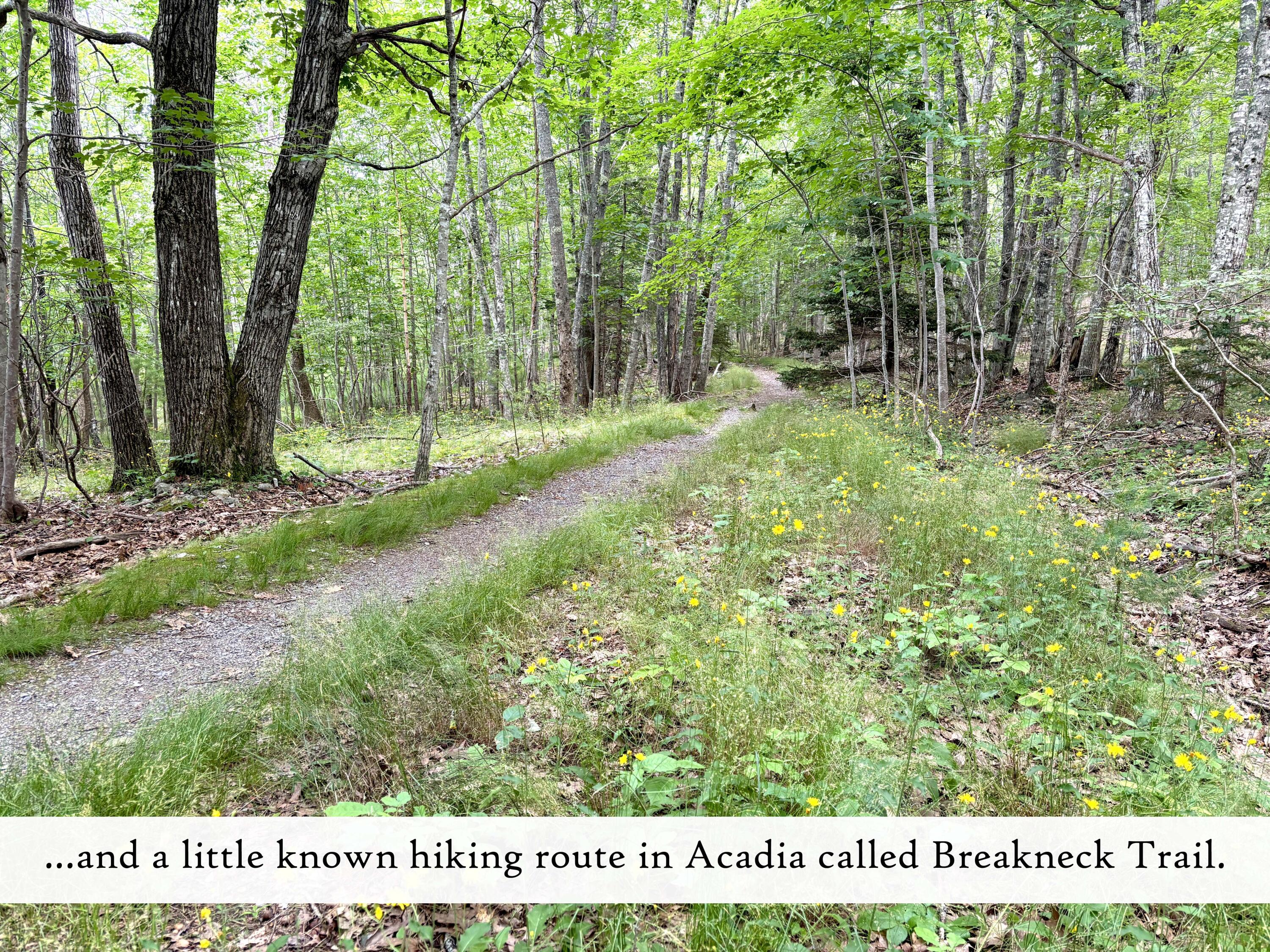 10 Harbor Lights Road, Bar Harbor, ME, 04609