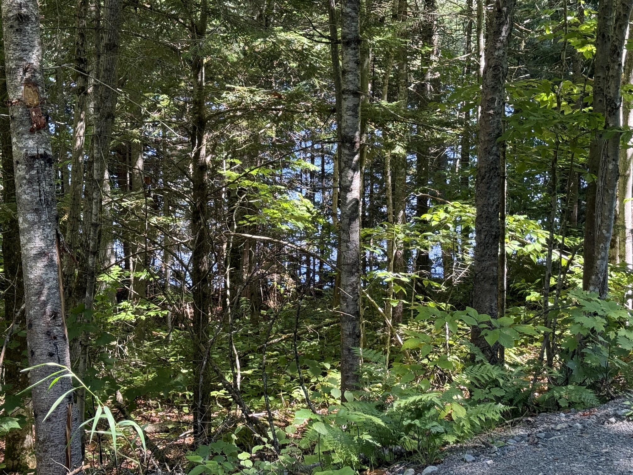 Map 40 Lot 5 Wilson Pond Road, Greenville, ME 04441 Lower Wilson Pond 6