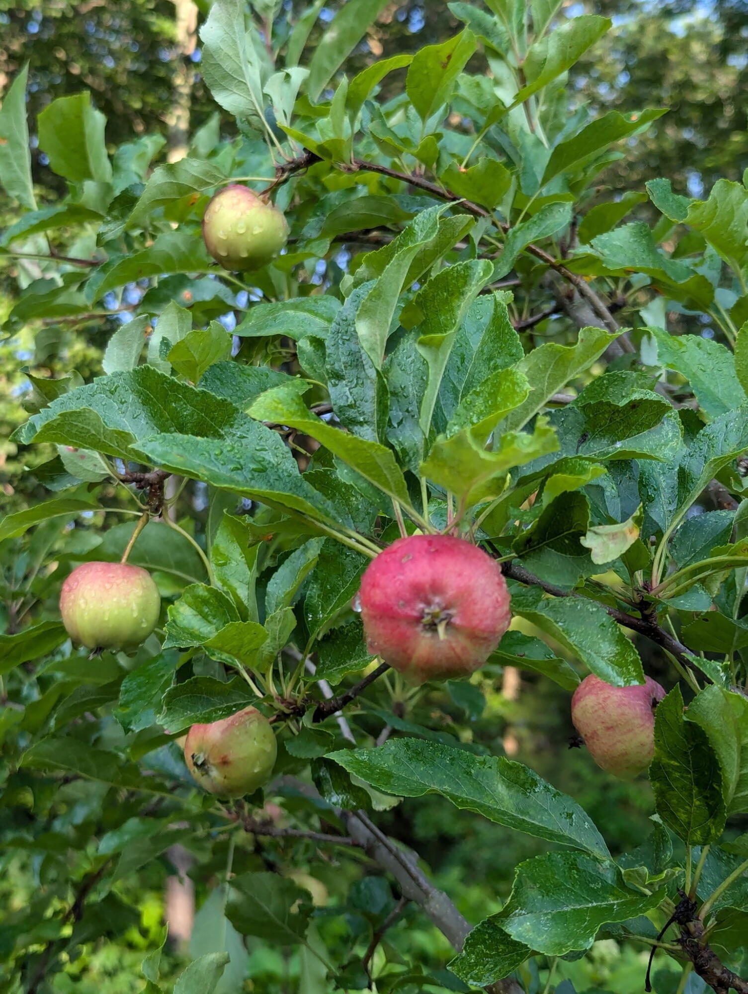 48 Pennell Avenue, Portland, ME, 04103