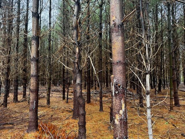 SO 001 Plan 2 Lot 16.1 Long Falls Dam Road, Lexington Twp, ME, 04961