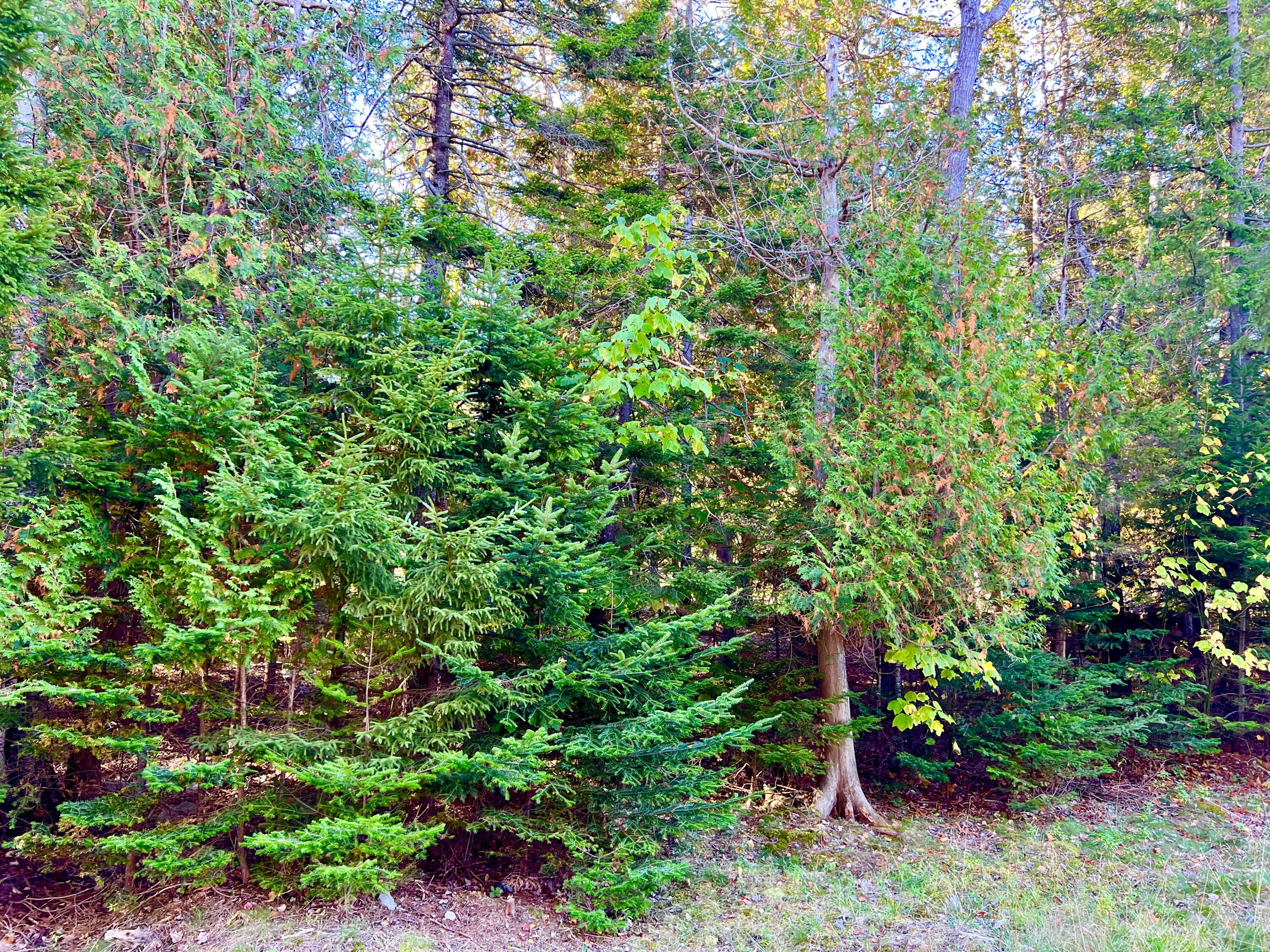 17 Freeman Ridge Road, Southwest Harbor, ME, 04679