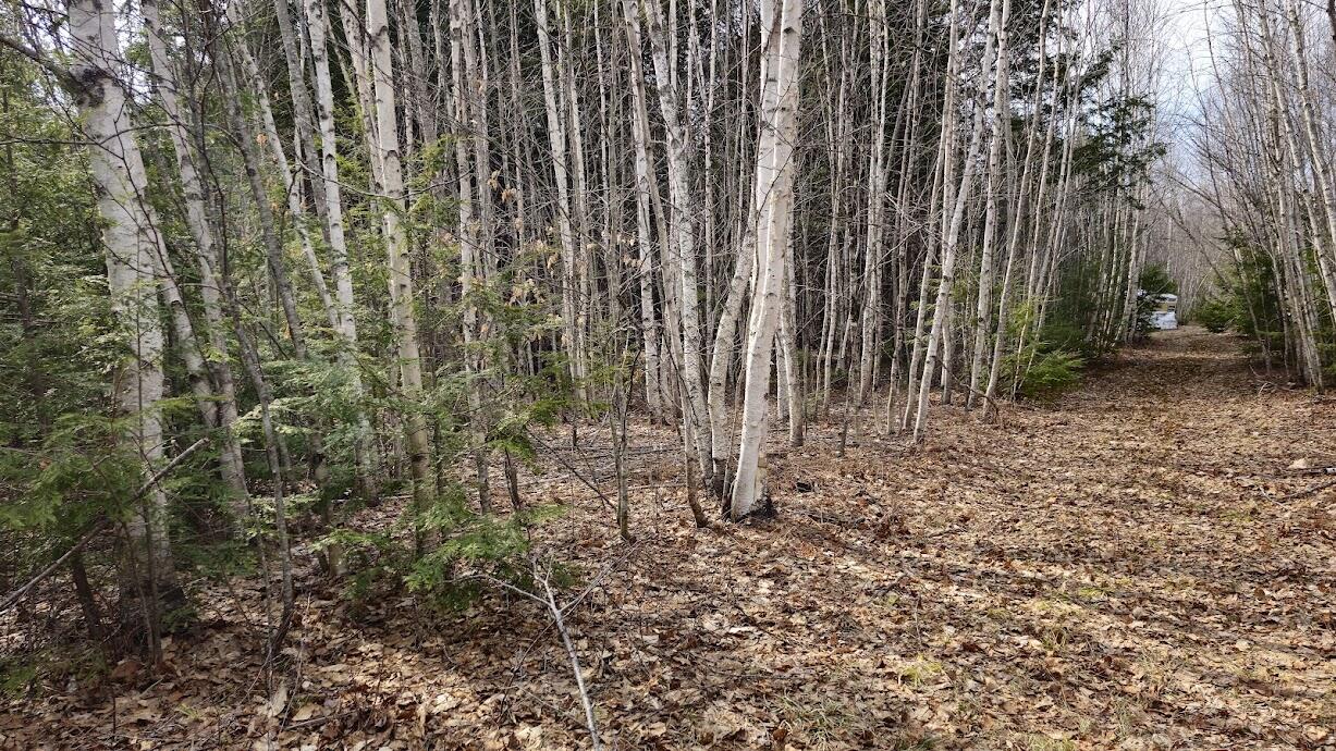 0 Woodland Drive UNIT 11, Carmel, ME, 04419