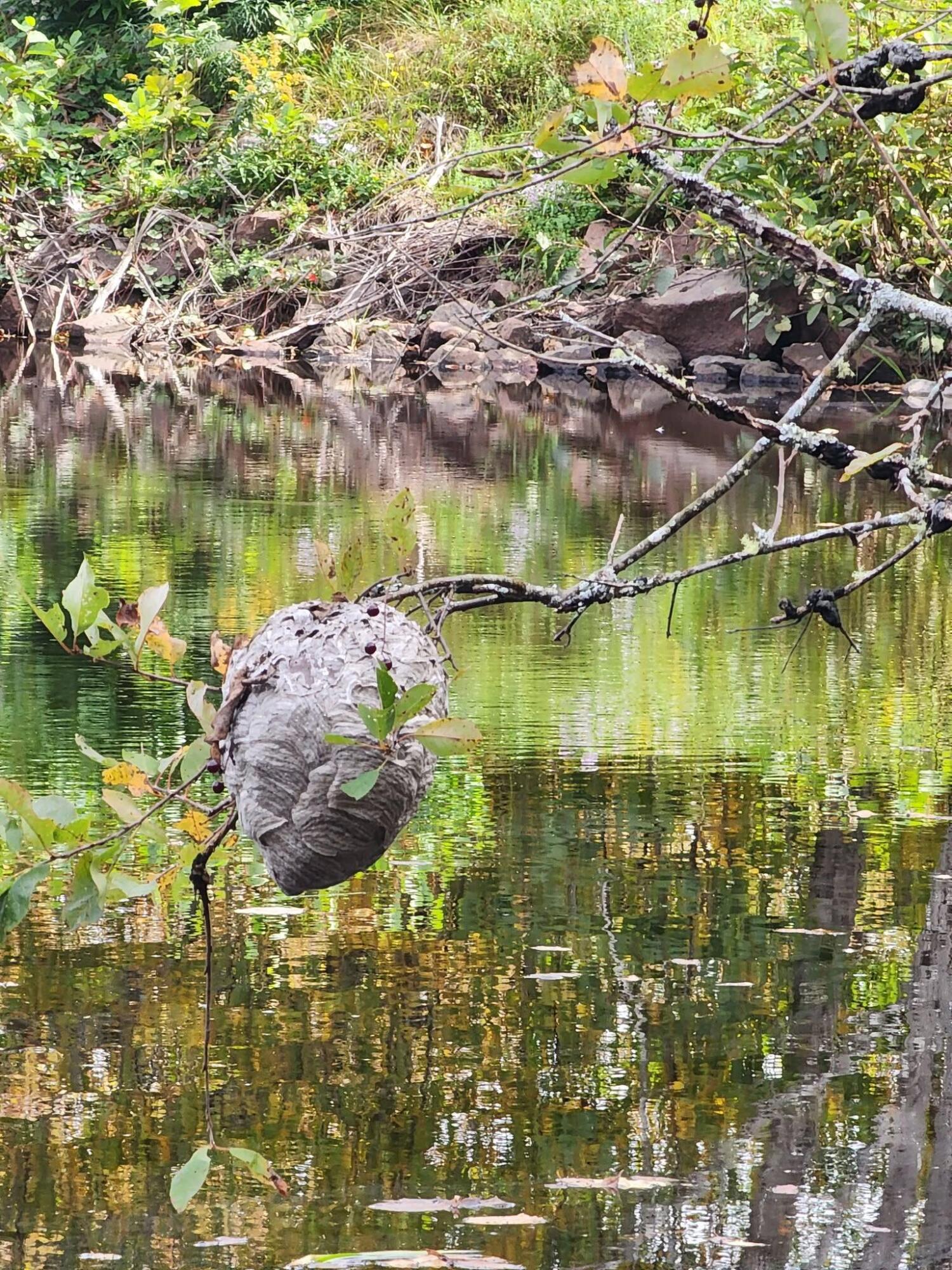 Lot 52 US- Route 1, Robbinston, ME, 04668