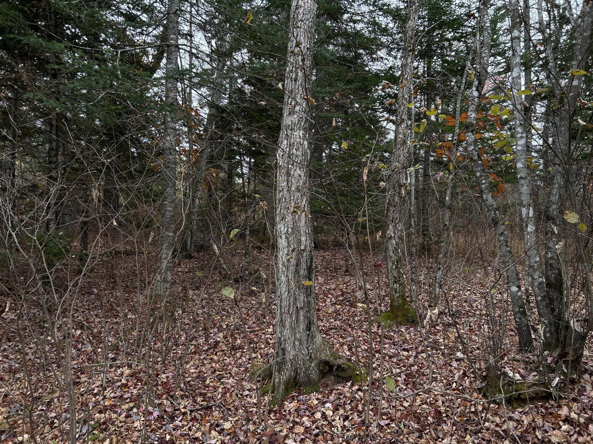 M4L18 Bog Road, Jackson, ME, 04921