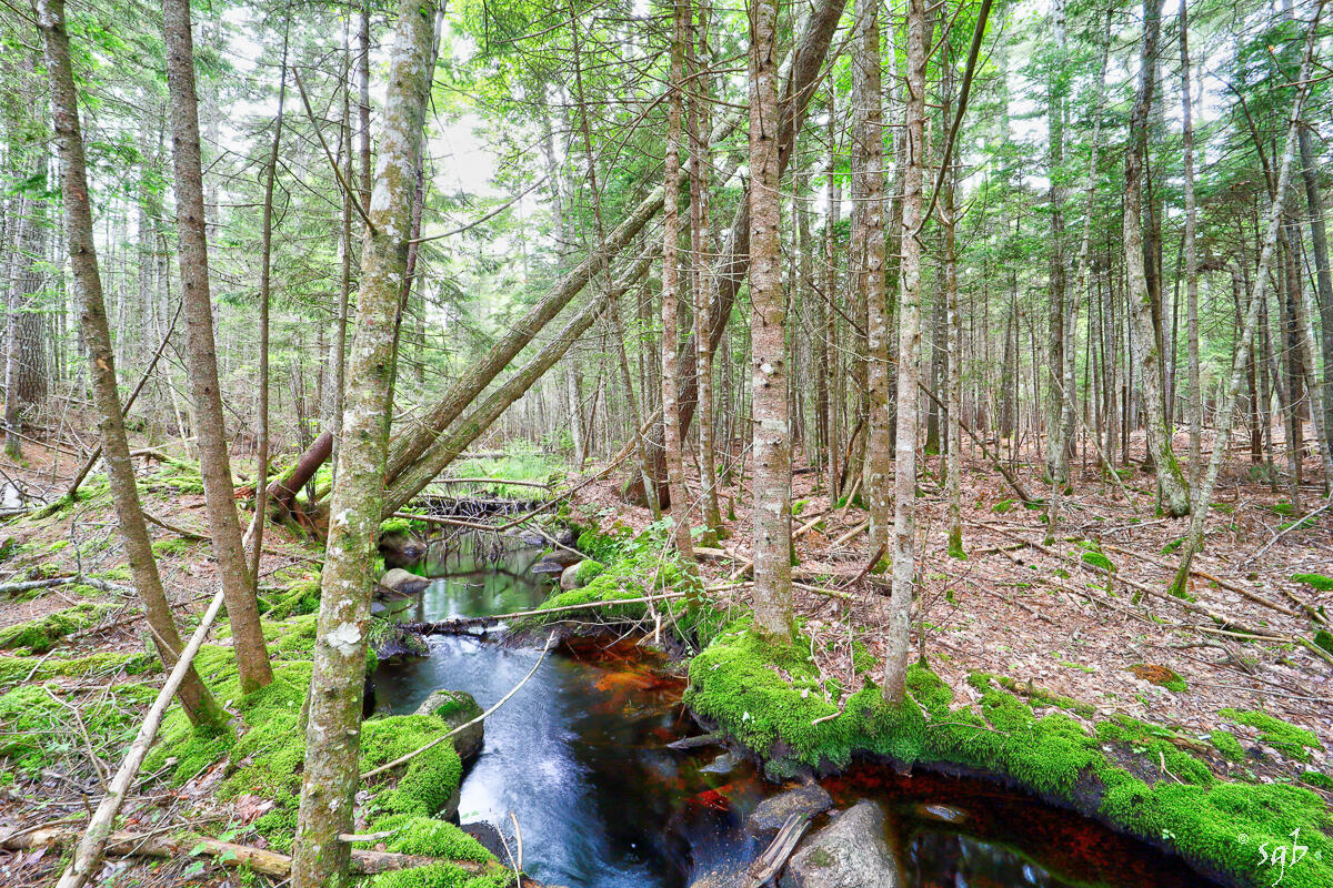 Lot 3 Bear Springs Lane, Surry, ME, 04684