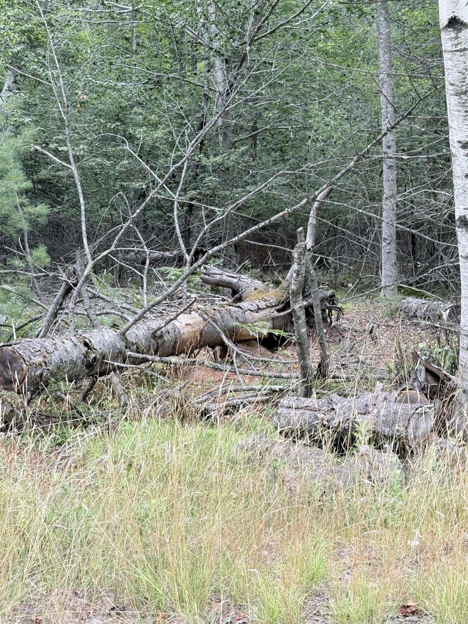 Photo of 00 Walker Road Lamoine ME 04605
