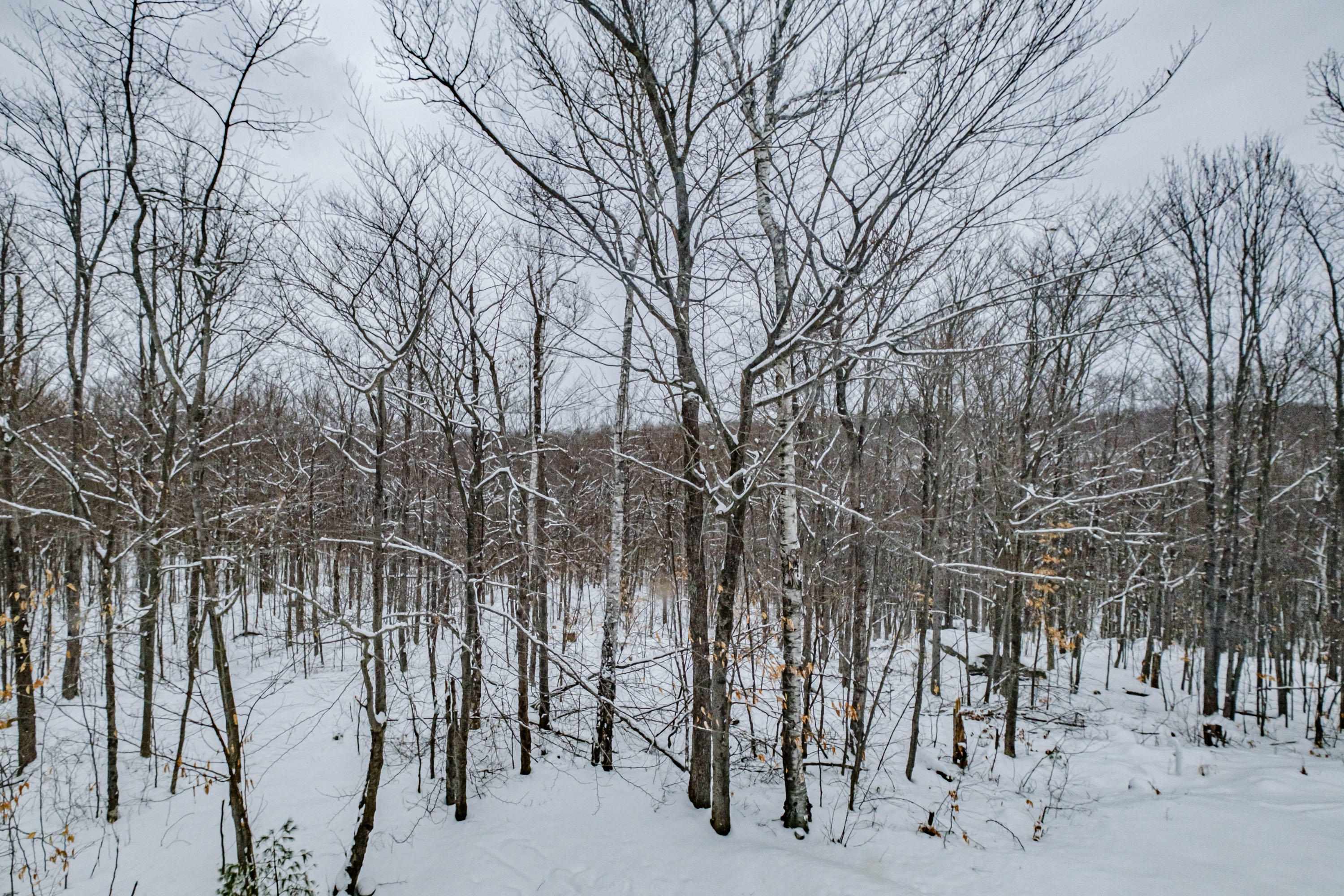 50 Log Cabin Lane, Greenwood, ME, 04255