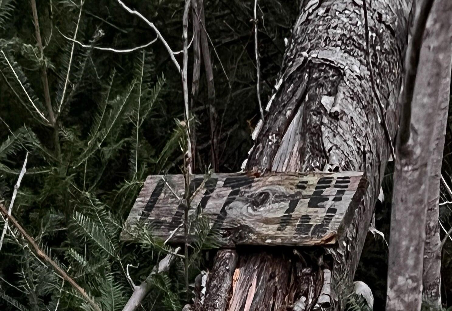 Lot 16 Mill Brook Road, Sandy River Plt, ME, 04970