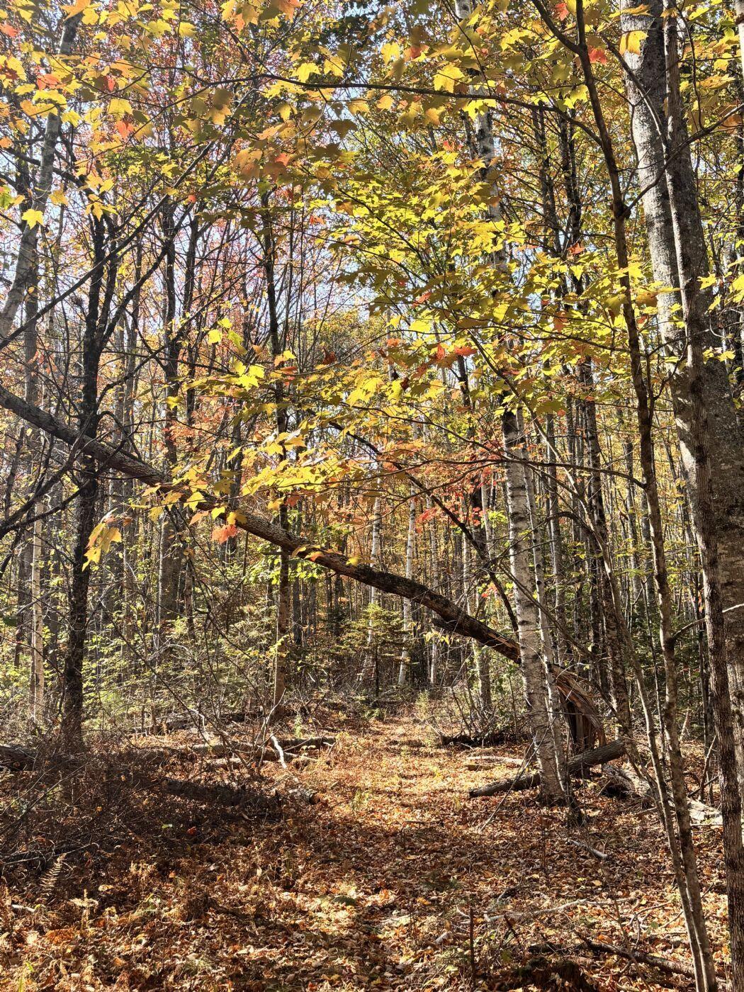 150 Bowden Point Road, Prospect, ME, 04981