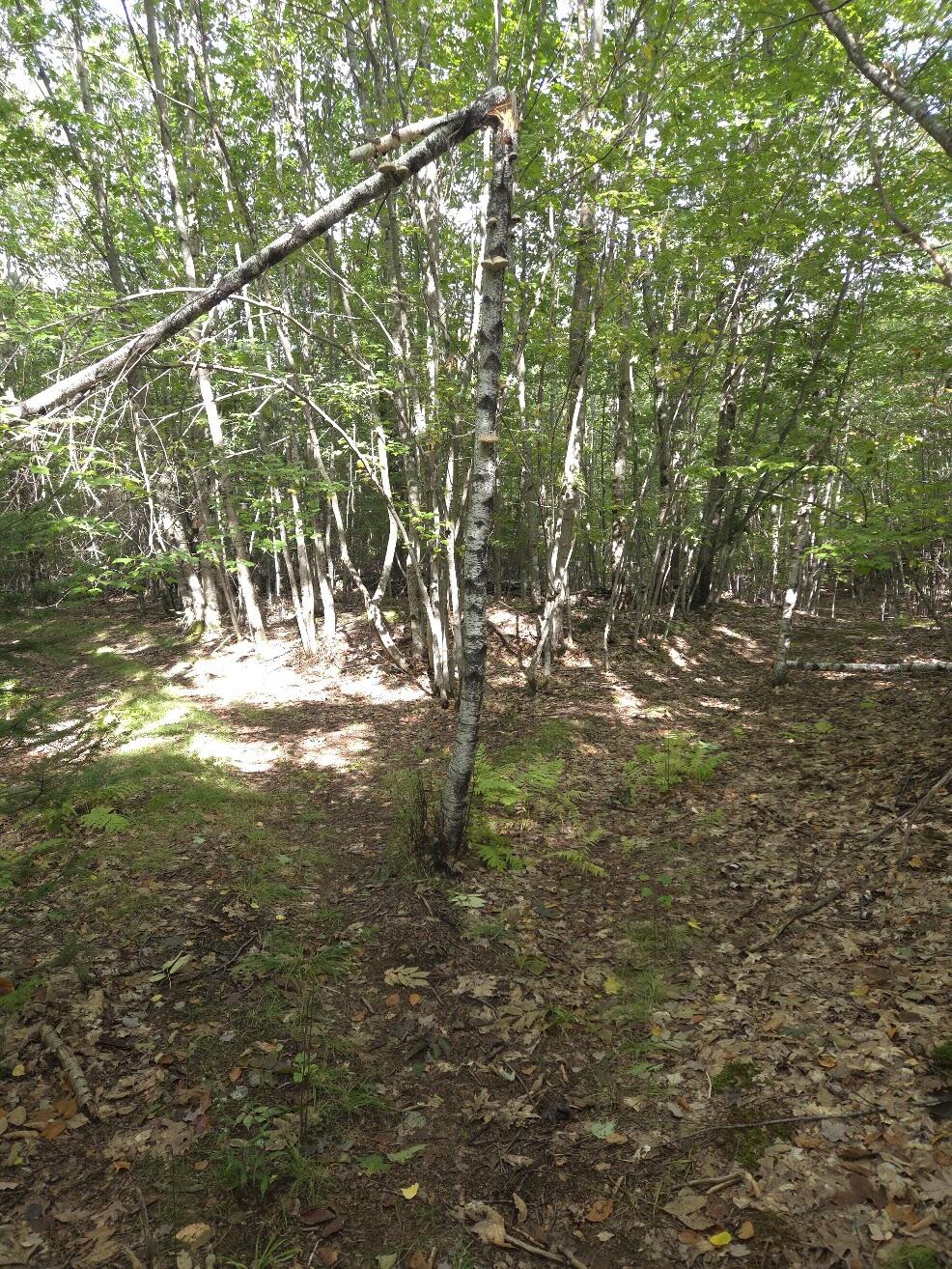 125 High Street, West Paris, ME 04289 Walking Trails on Property
