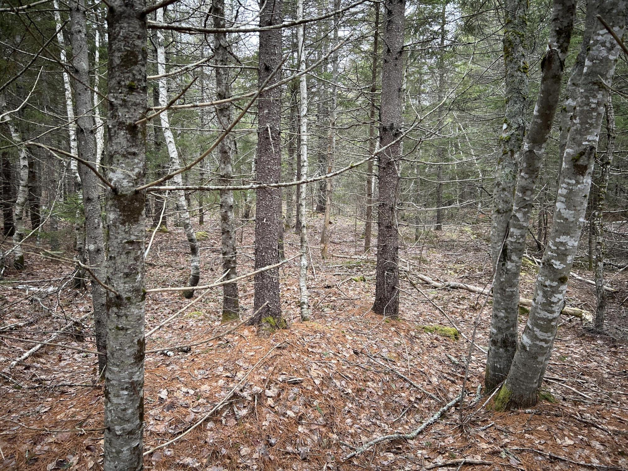 WA31P01L21 Kings Street, Dennysville, ME, 04628