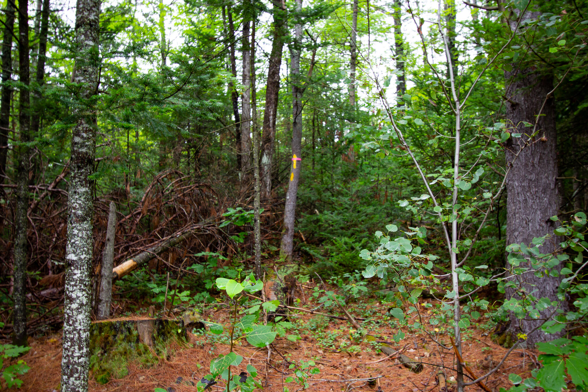 936 Grover Hill Road, Bethel, ME, 04217