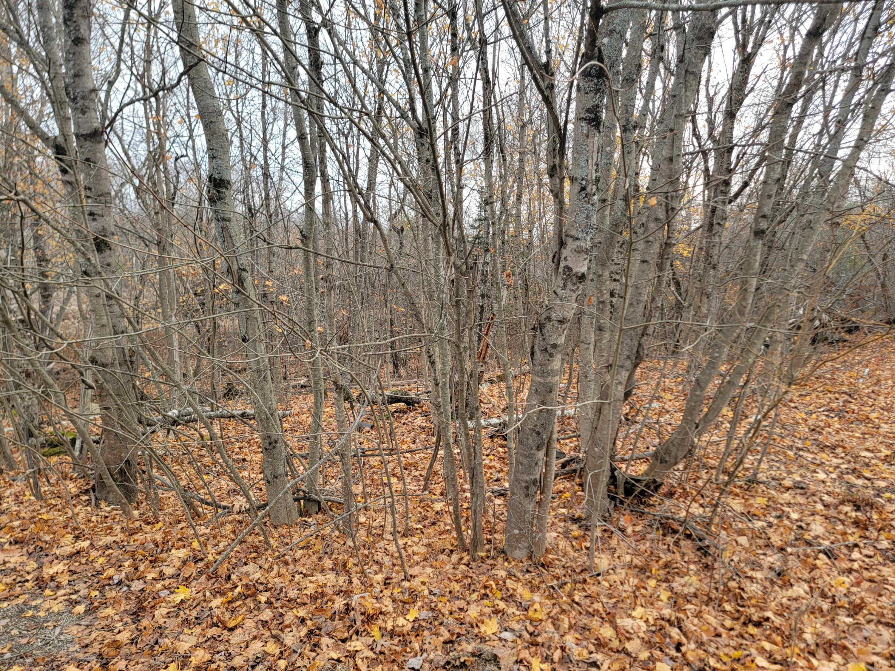 362 Main Street, Baileyville, ME, 04694