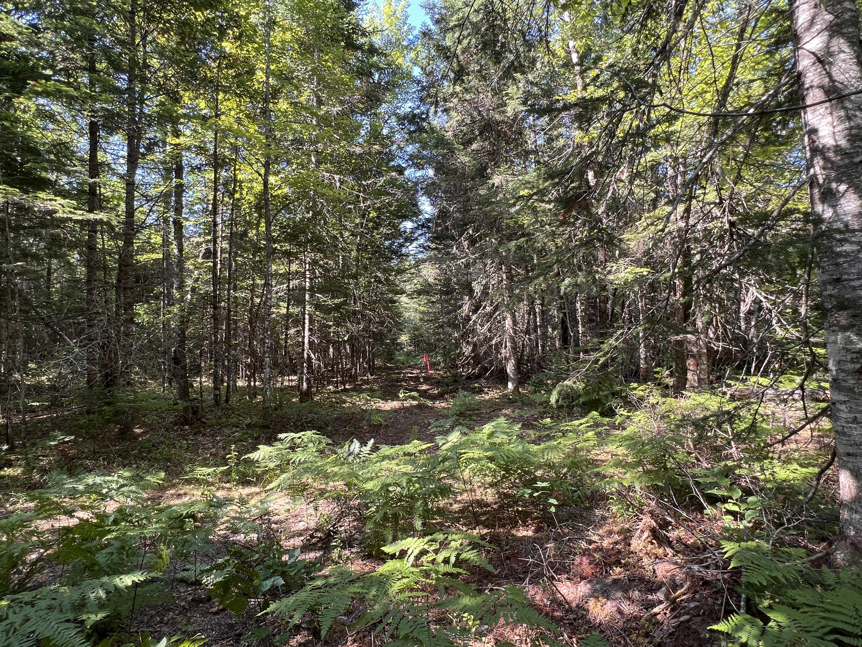 lot 6 & 8 Franklin Realty Road, Haynesville, ME 04497 IMG_4489